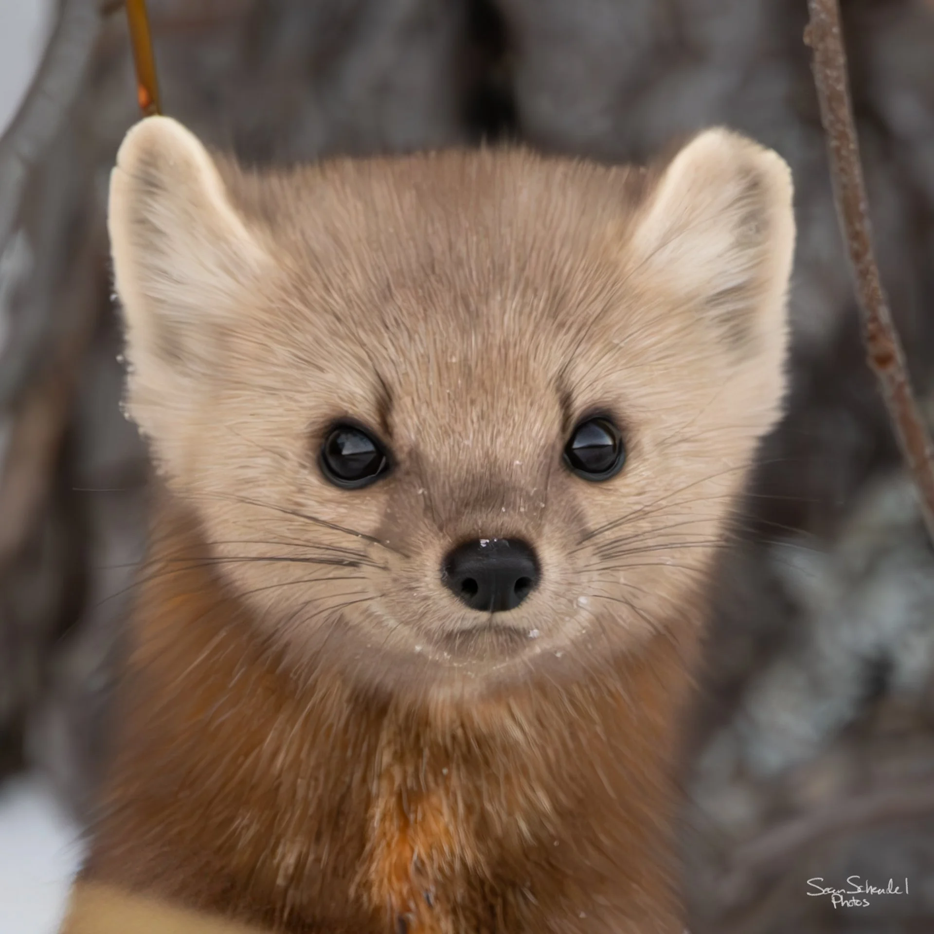 pine-marten-closeup-1920.jpg