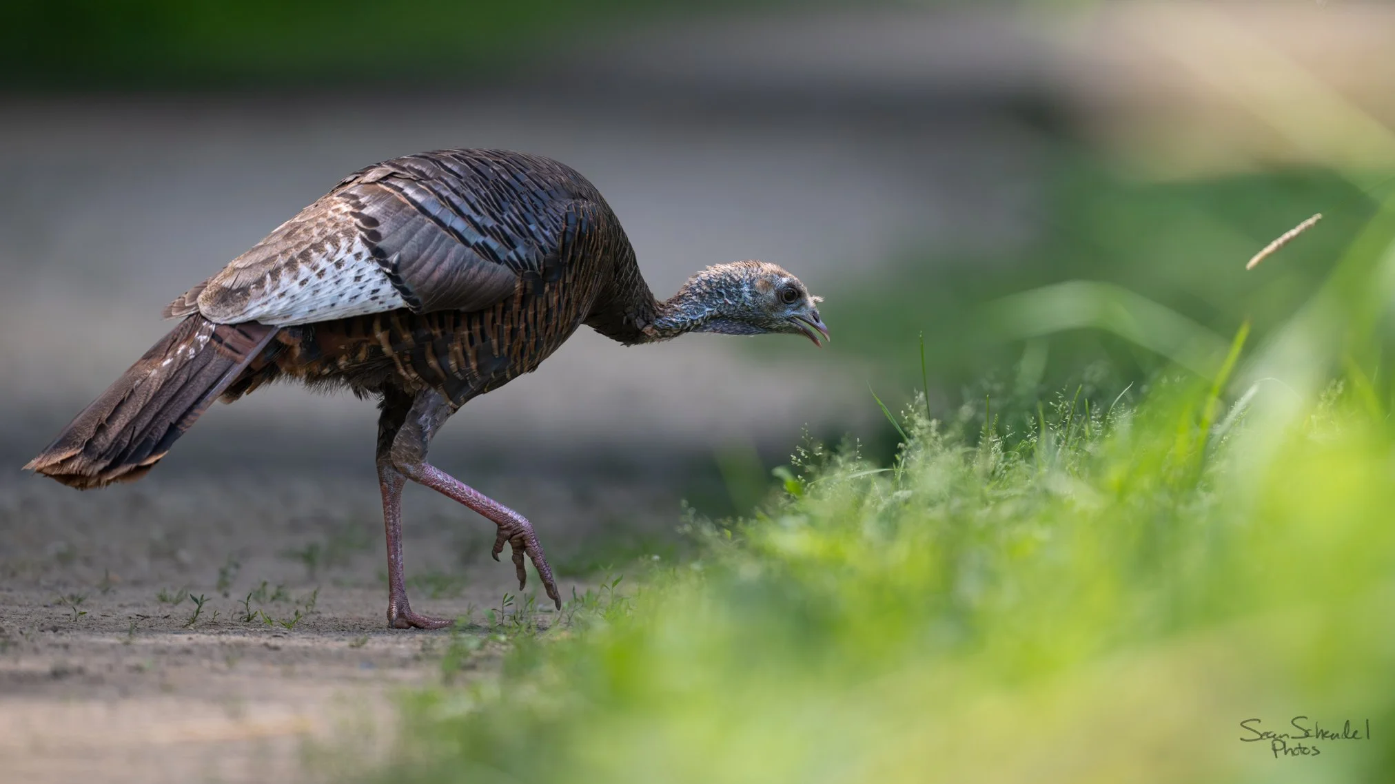 Turkey doing a turkey thing.