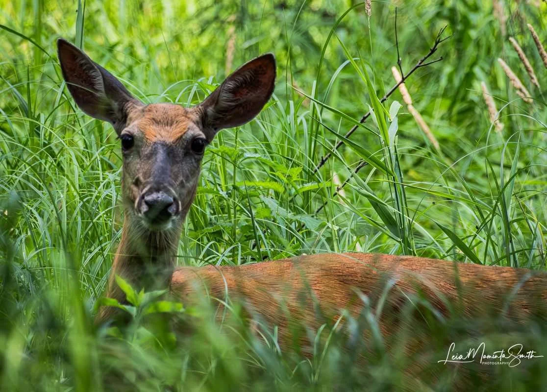 leia-deer-2.jpg