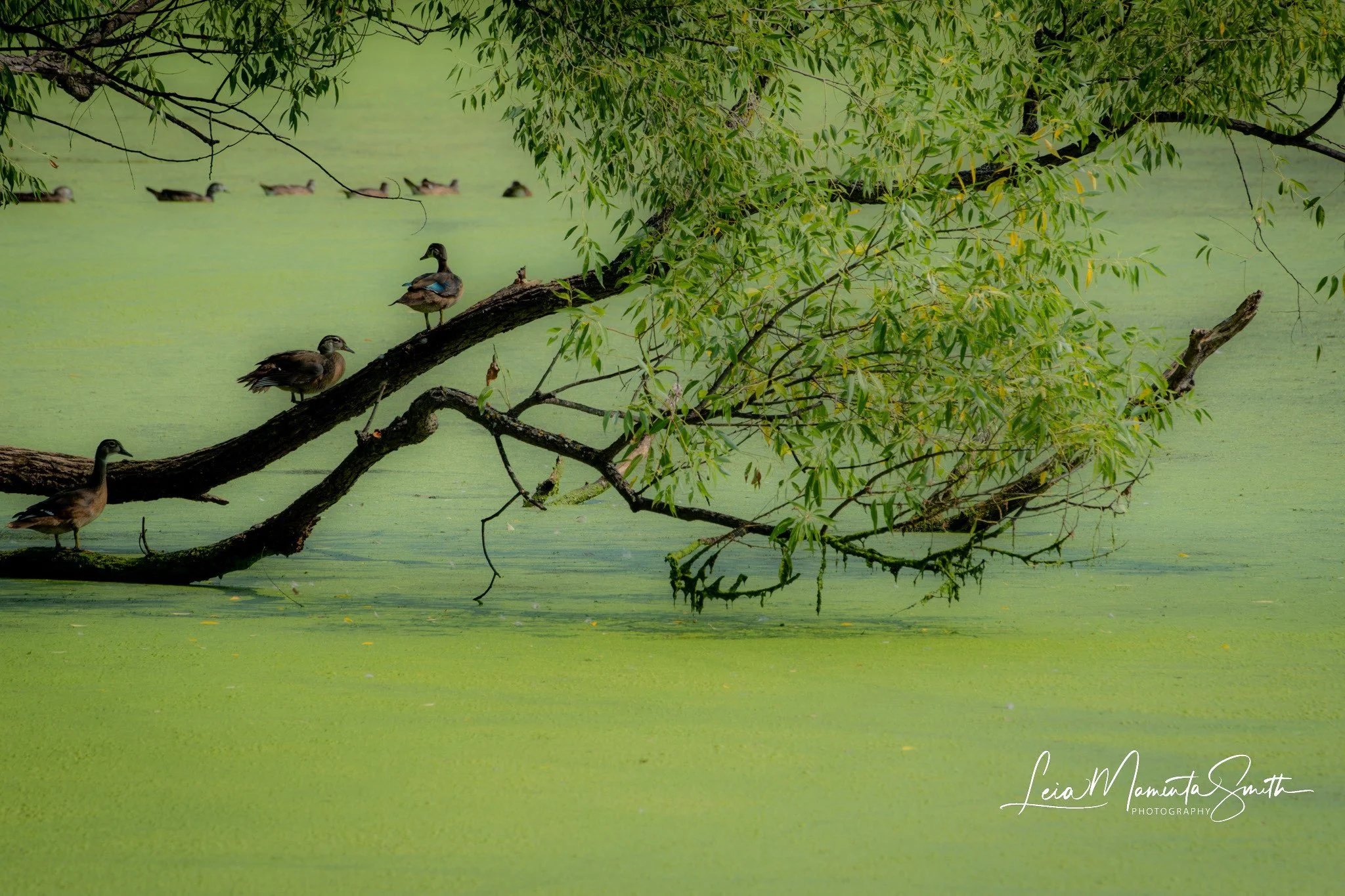 Ducks on a tree