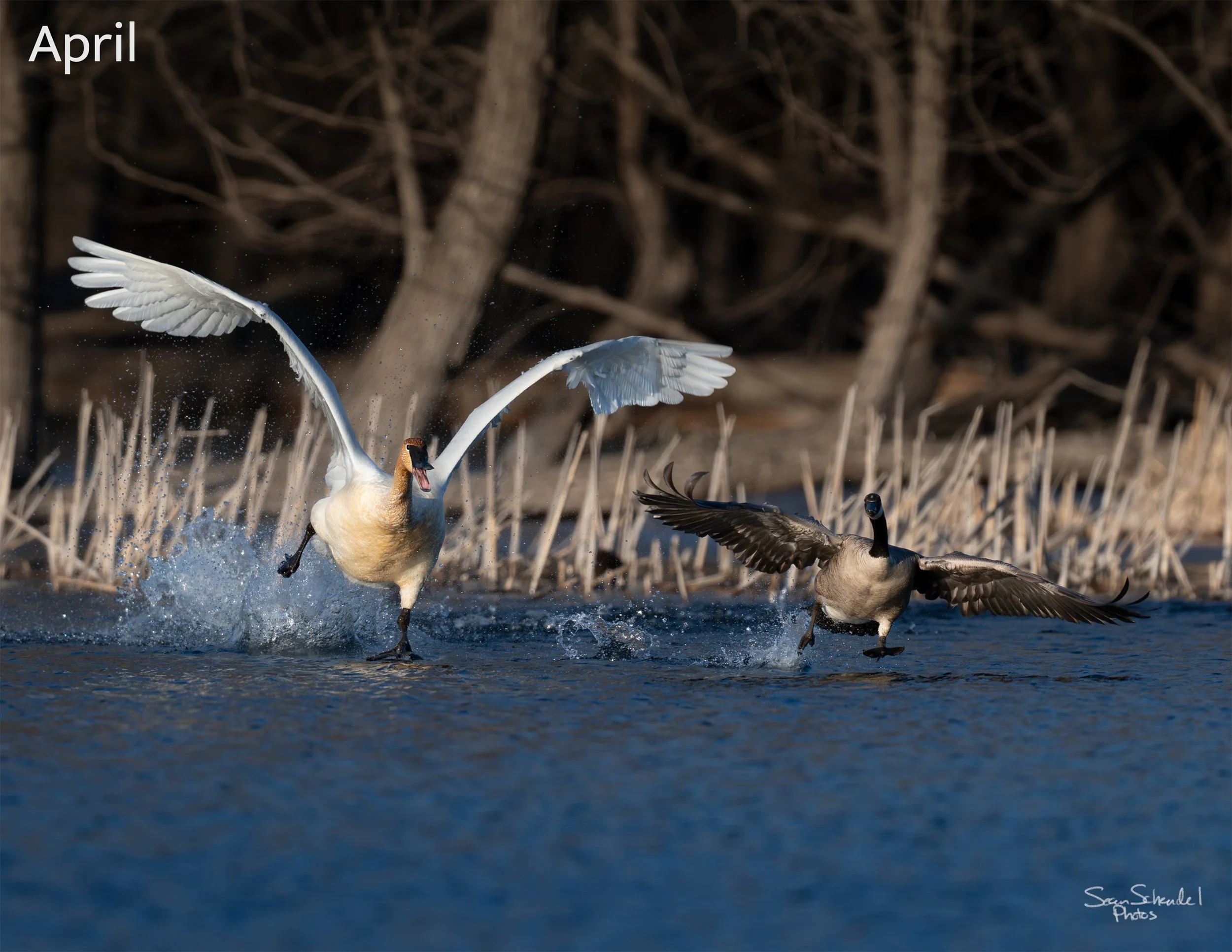 04_Hwy77-goose-chase-1.jpg