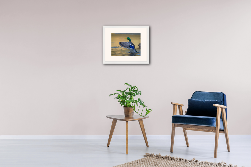mallard-drake-wings-wallview.jpg