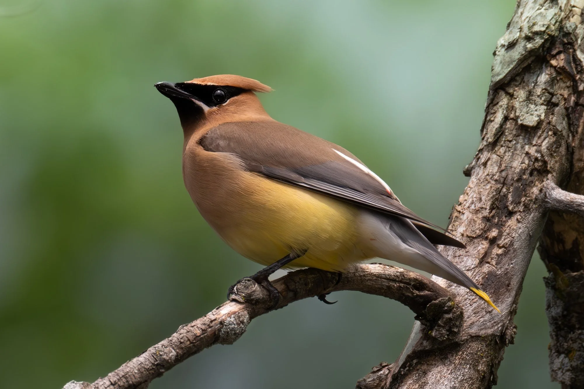 cedar-waxwing-zoo-1.jpg