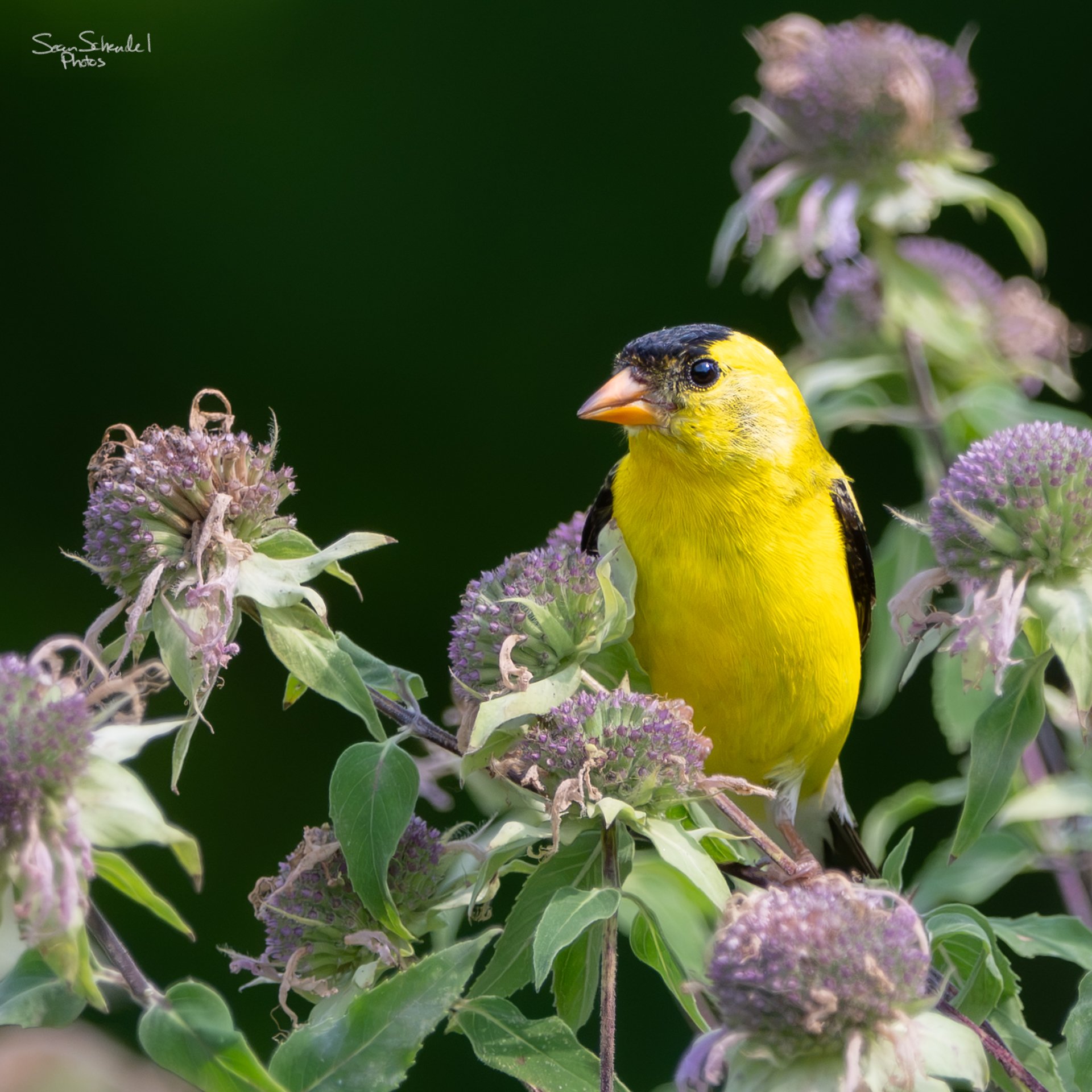 A pair of goldfinch gave a brief show atop the flowers.  Fun fact: Washington state bird