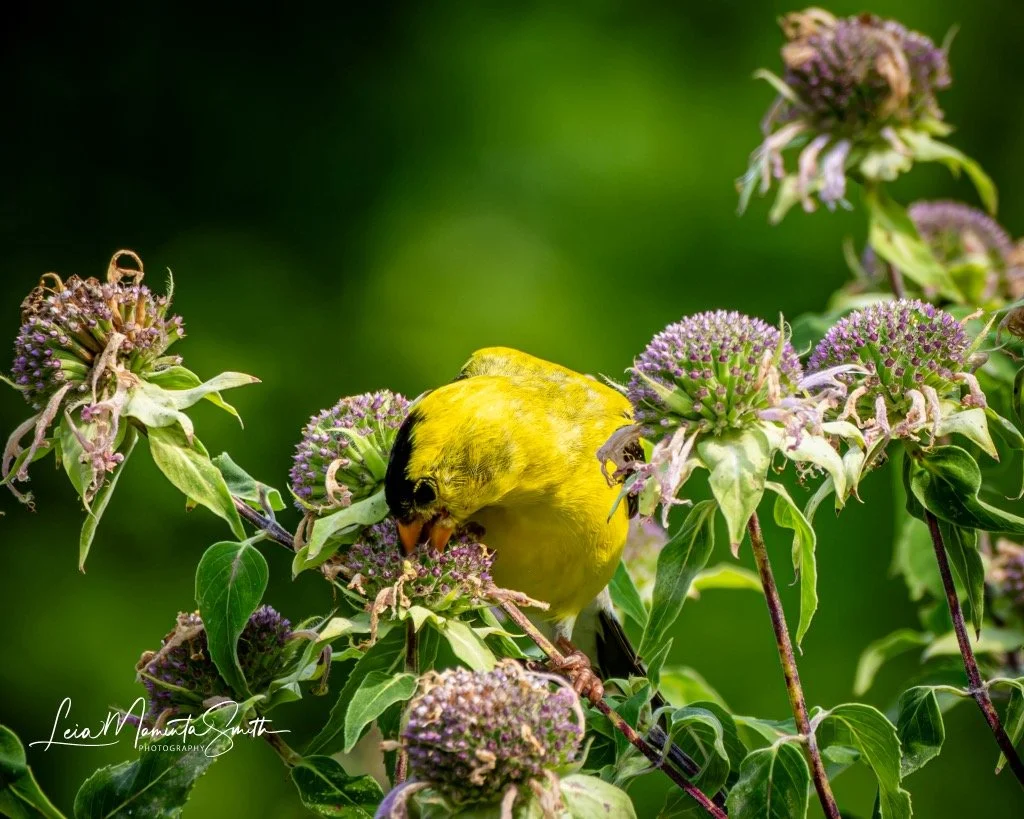 Beak deep in flower!