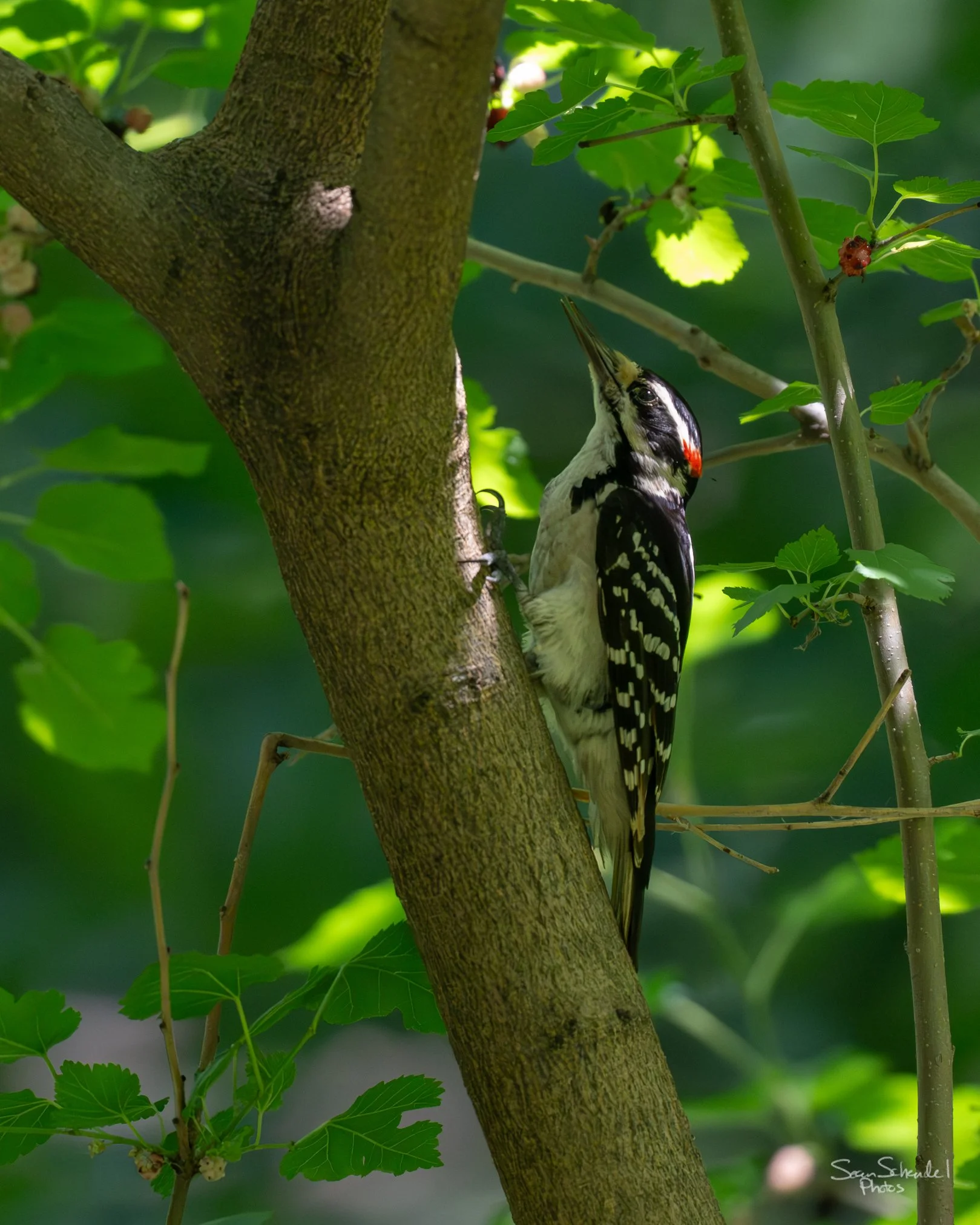 sean-downy-woodpecker.jpg