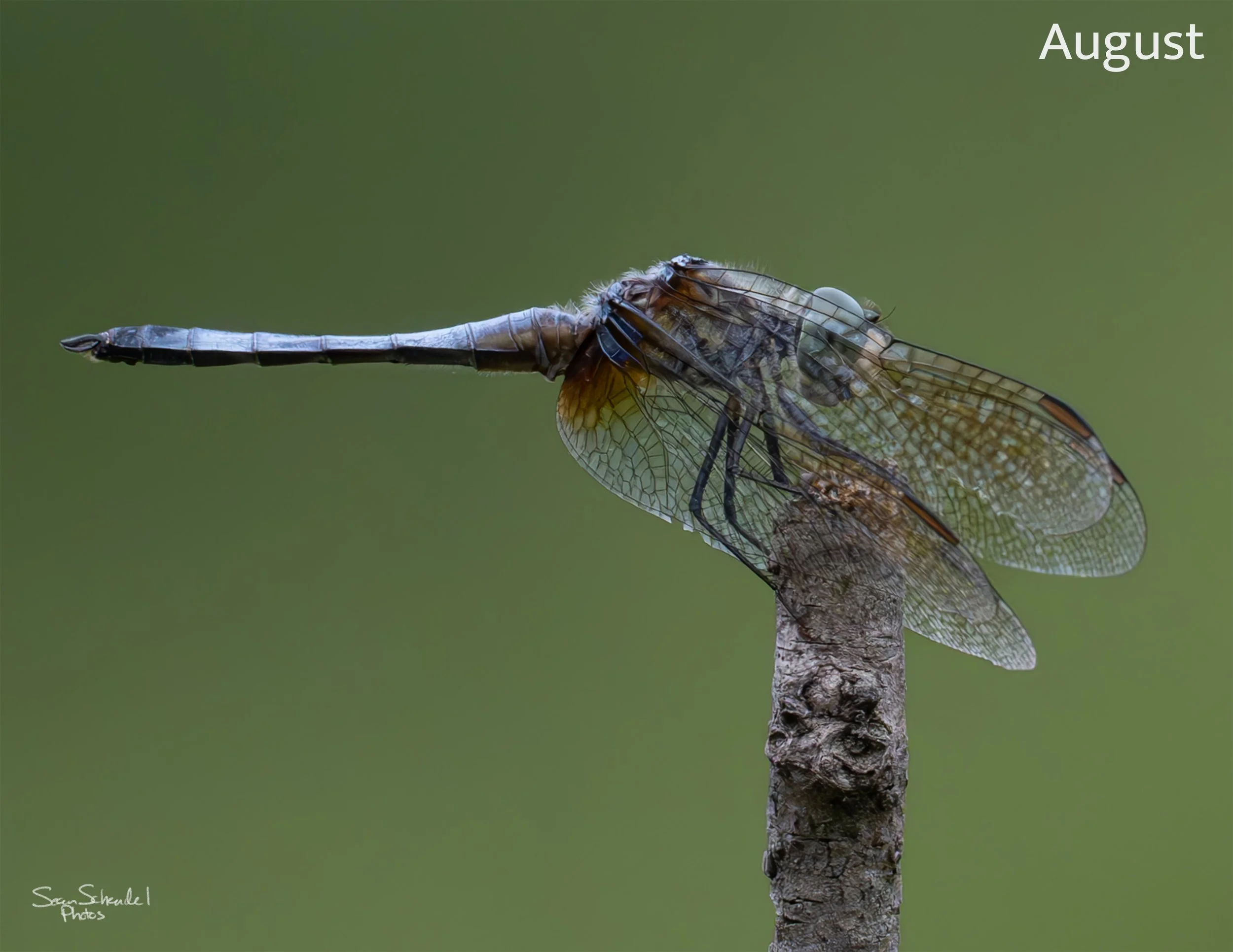 08_Keller-dragonfly-3k.jpg