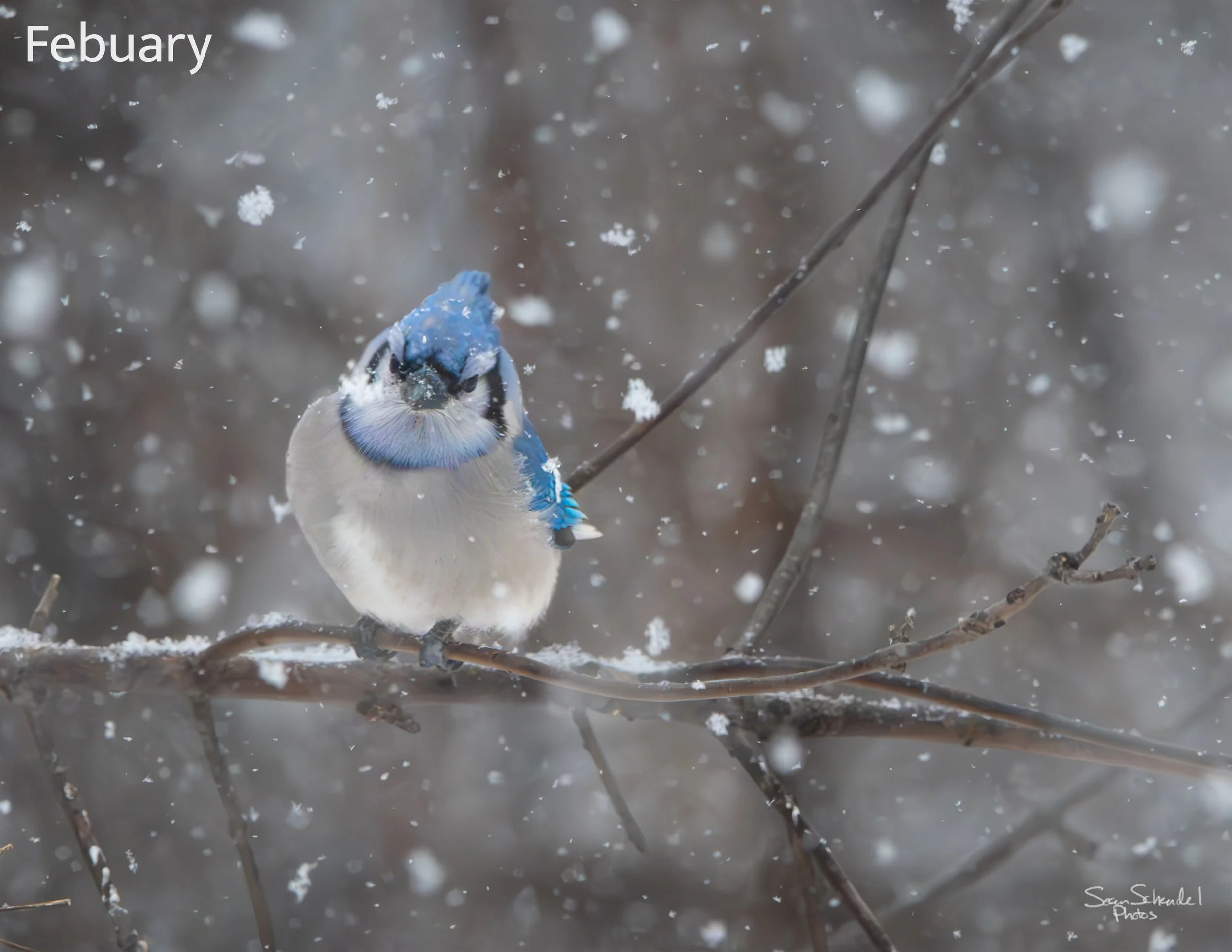 02_MNWildlifeRefuge-bluejay-snow-3k.jpg