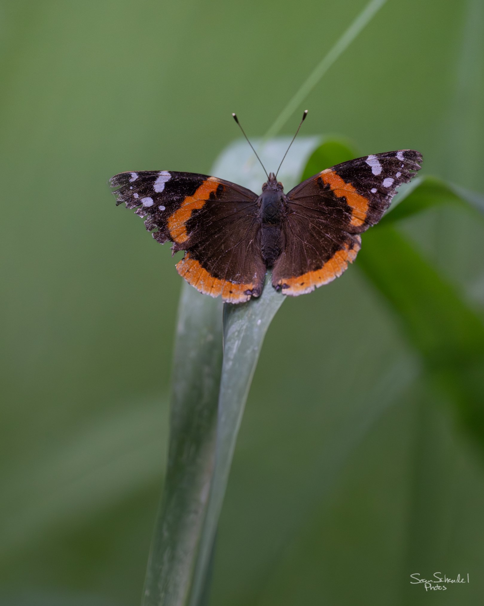 Red admiral butterfly