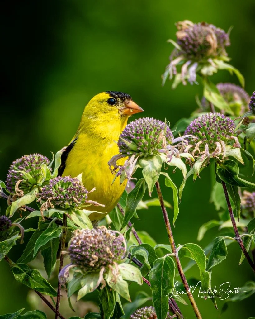 Goldfinch profile in flowers