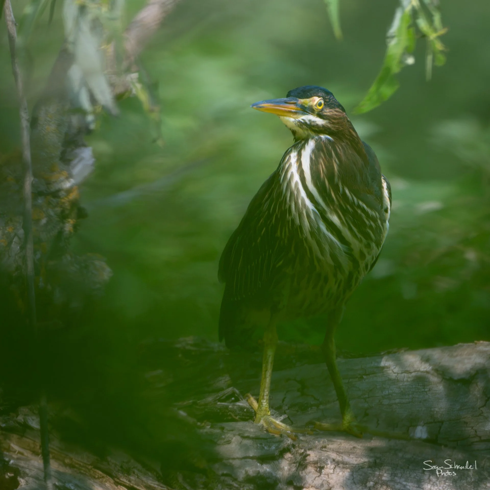 I promised green herons and we saw this one.  Best photo was through a bunch of leaves, hence the green haze.