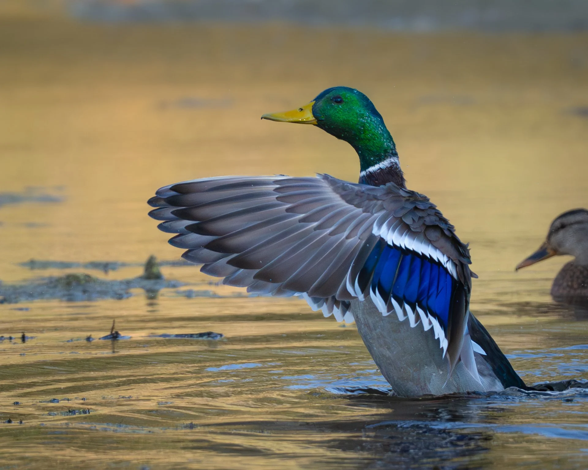 mallard-drake-wings-1920.jpg