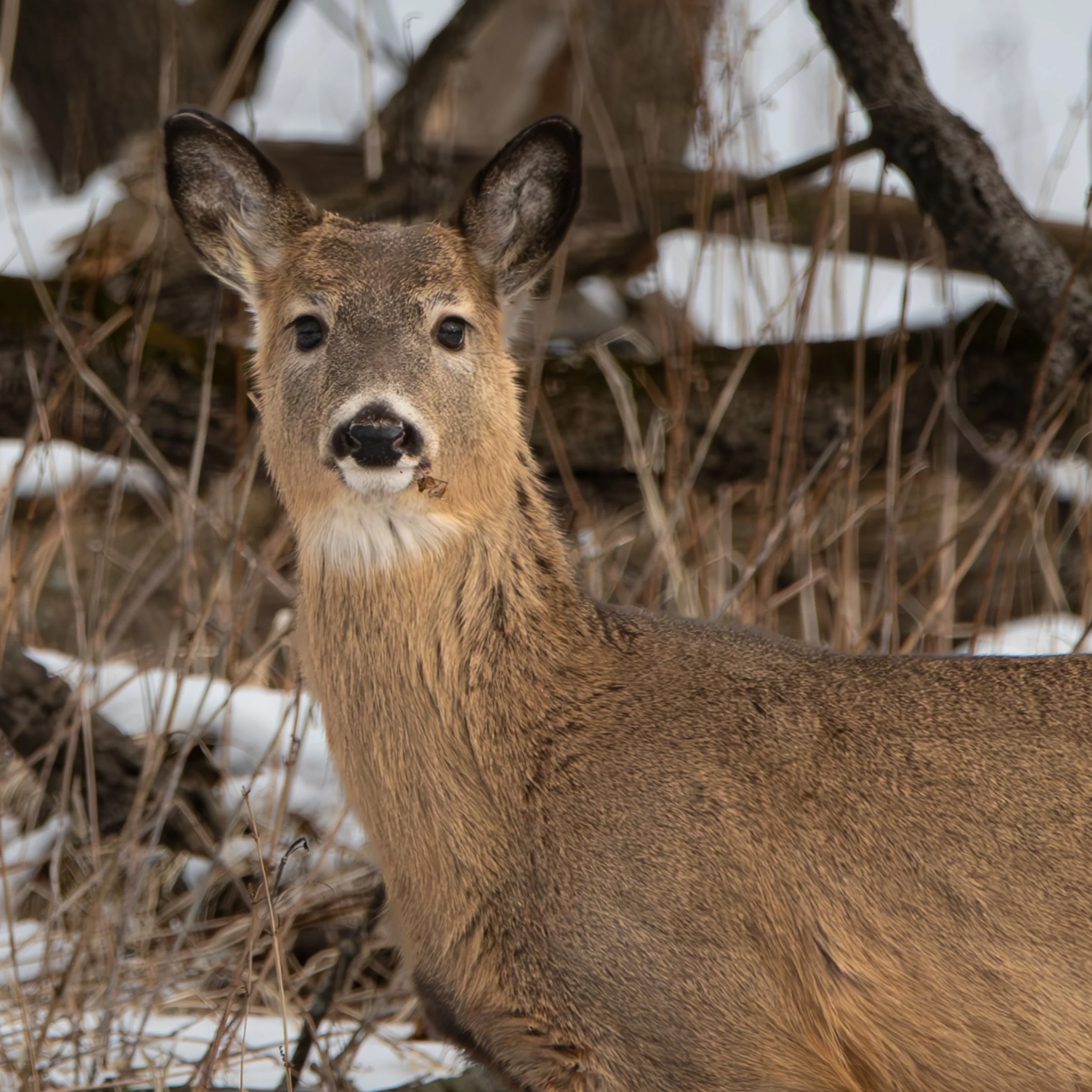 doe-leaf-mouth.jpg