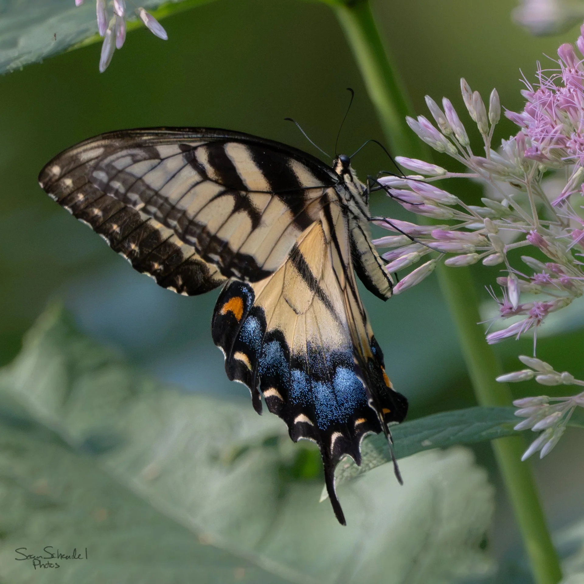Close swallowtail.
