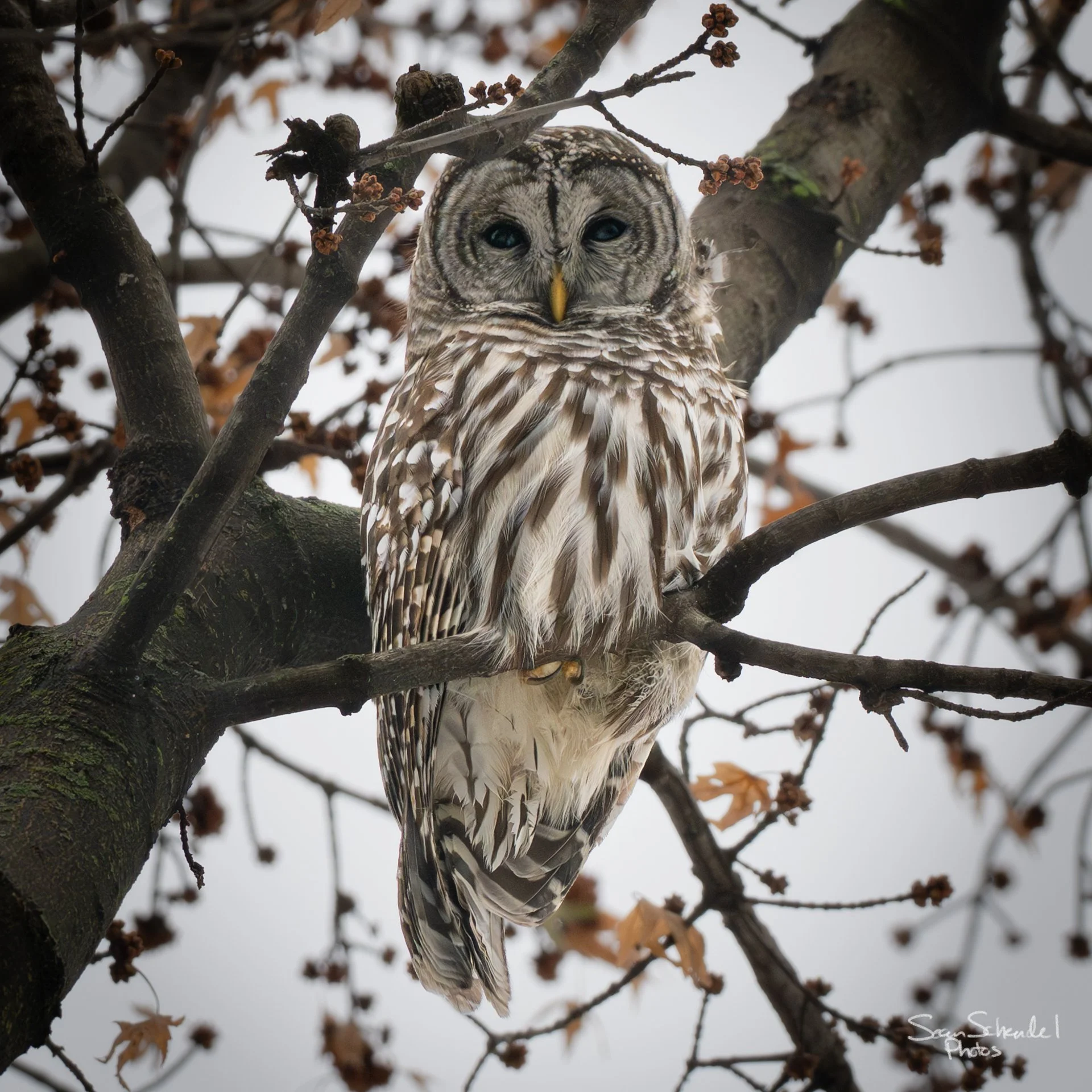 Barred owl