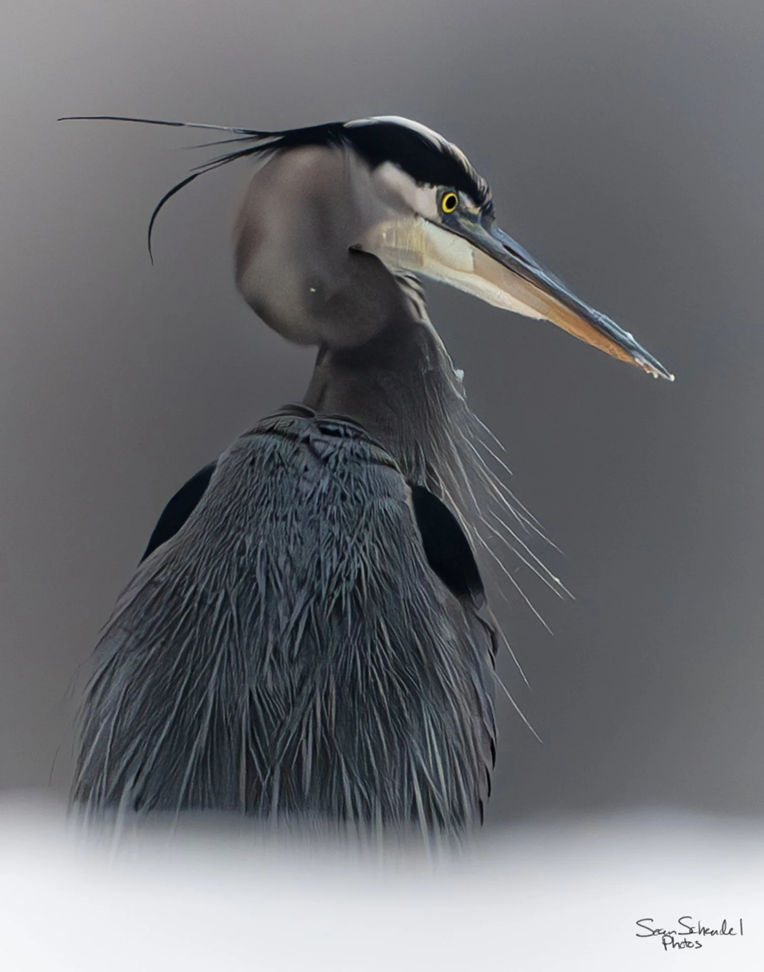 Blue Heron in winter