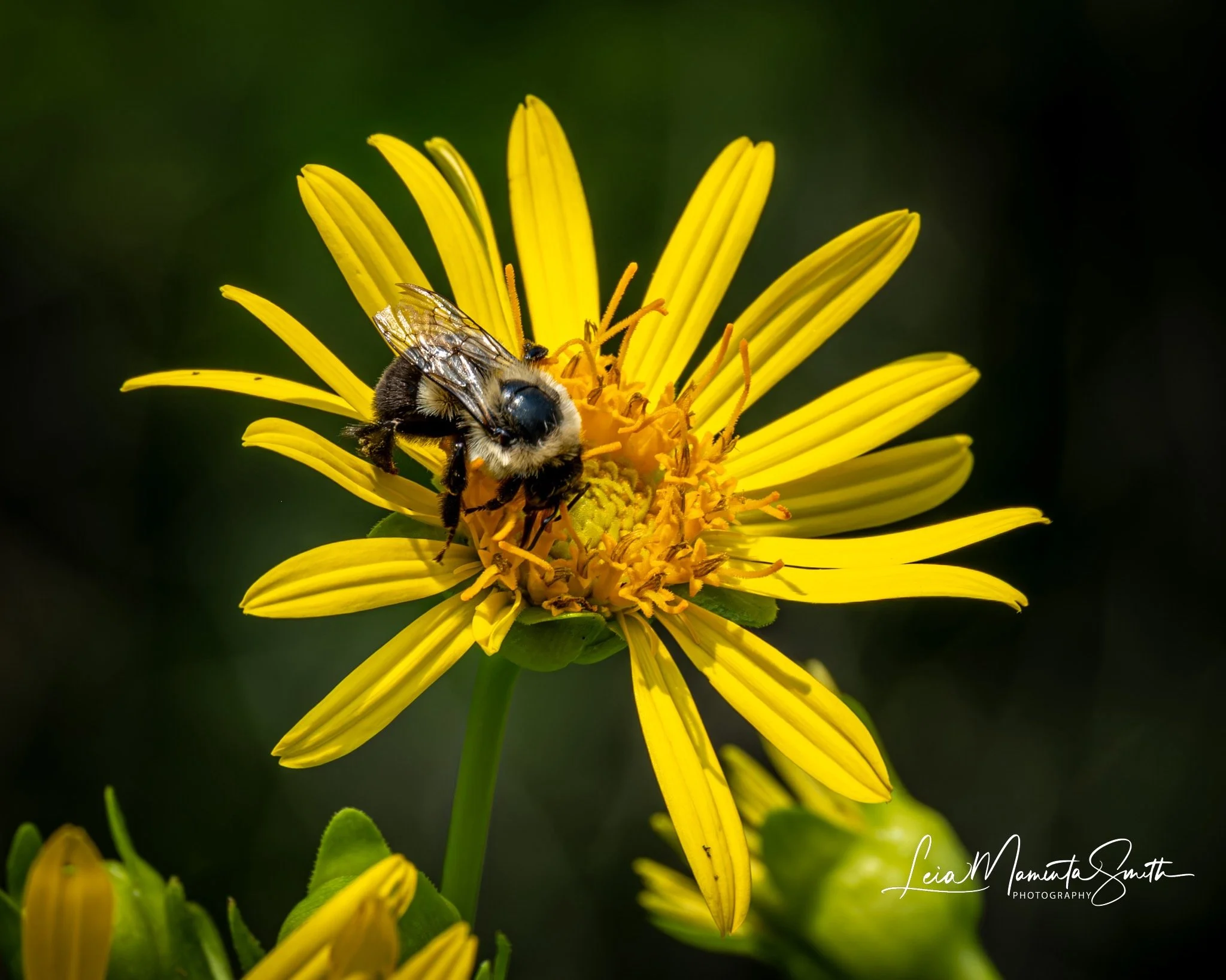 Pollination!