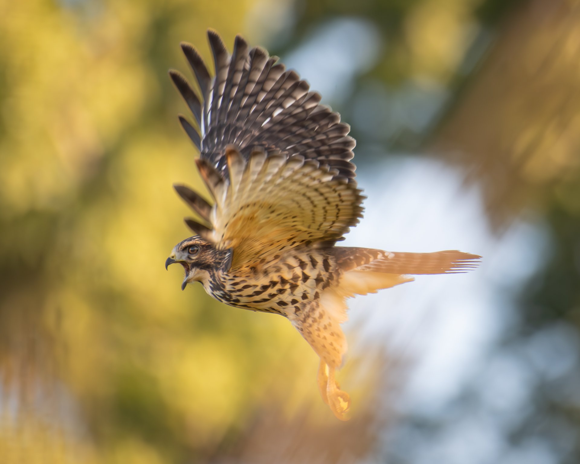 broadwing-takeoff-1920.jpg