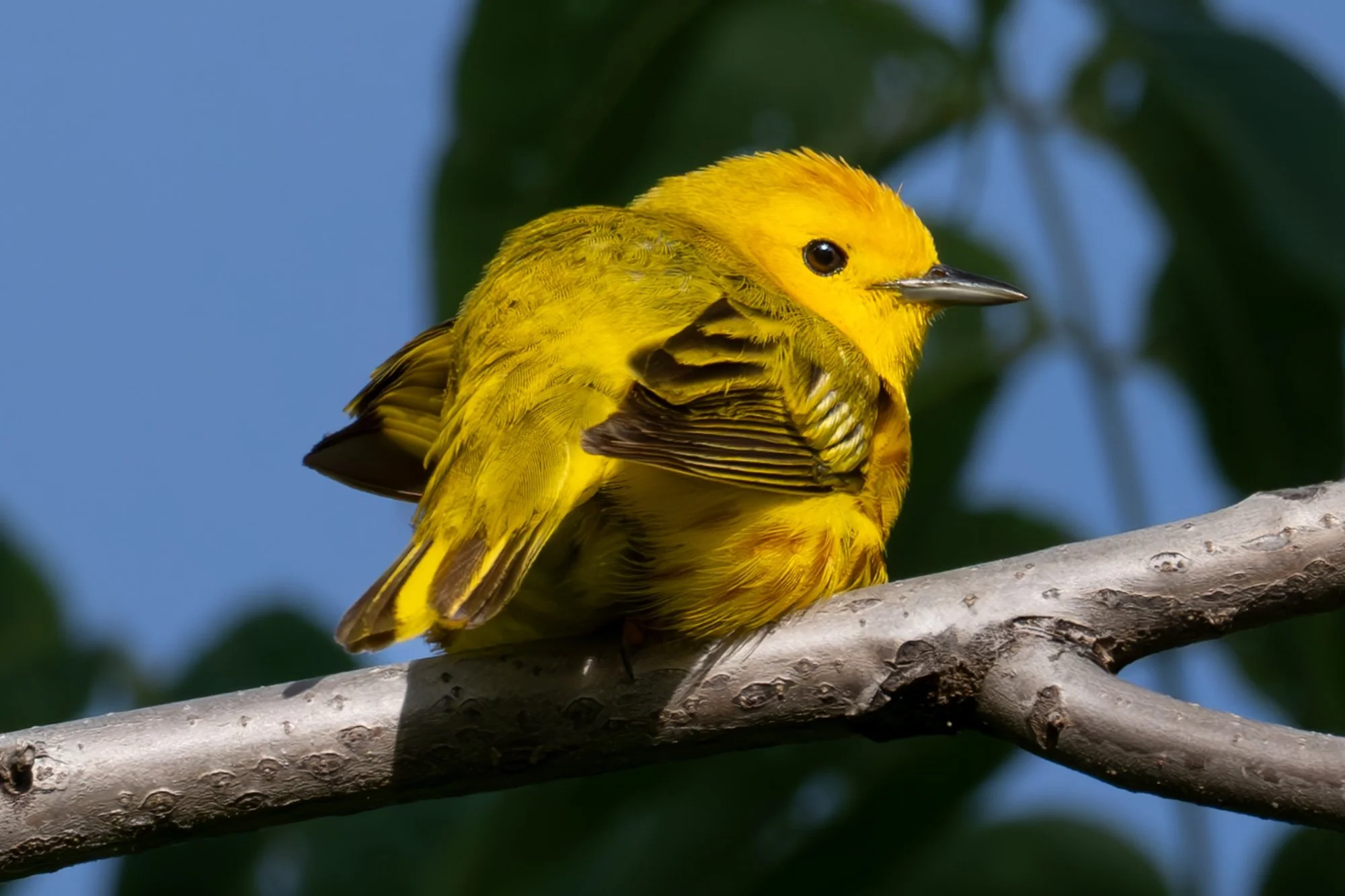 Minnesota Birds Photography Postcards: Nature Art Set
