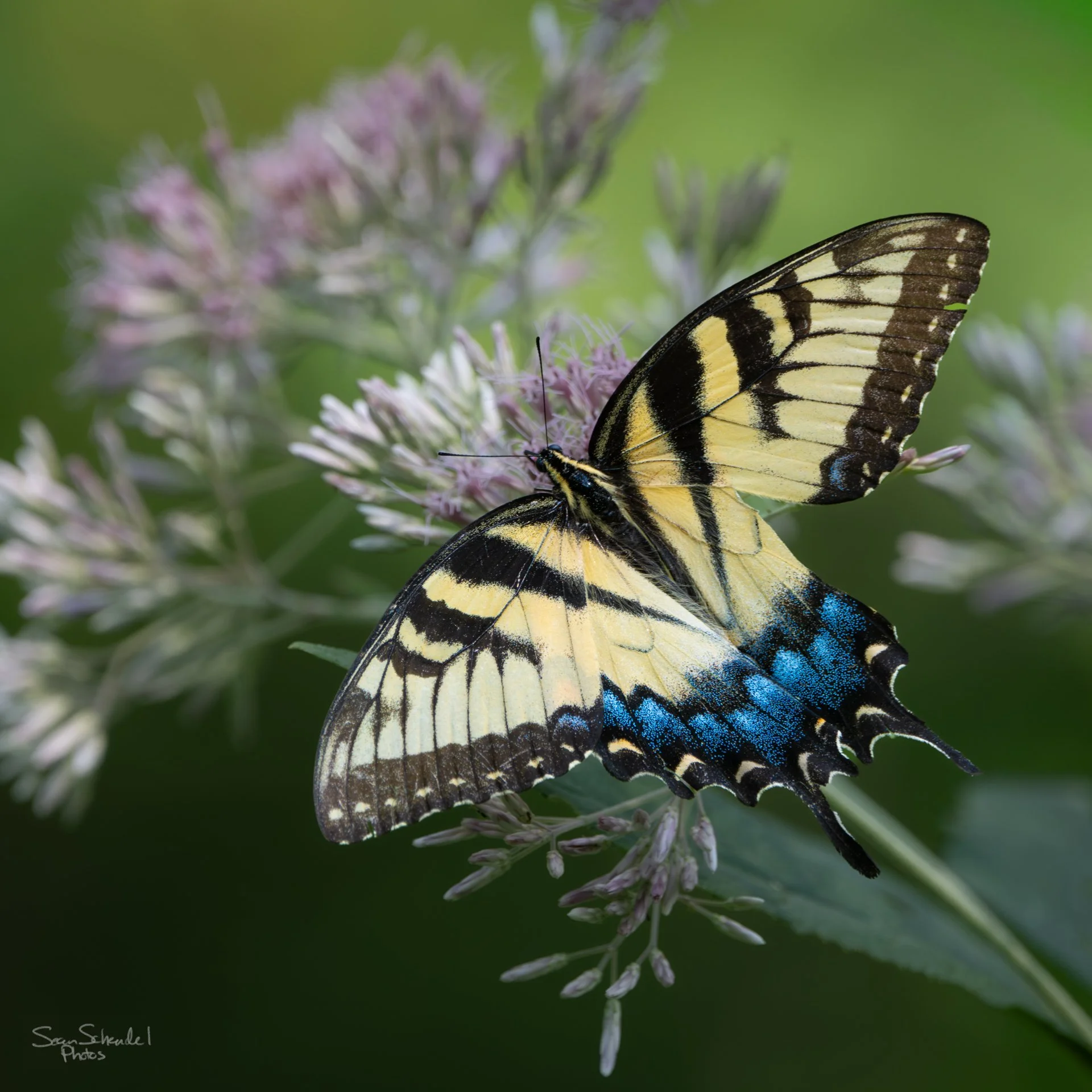 Easter tiger swallowtail sat still for us for a spell.