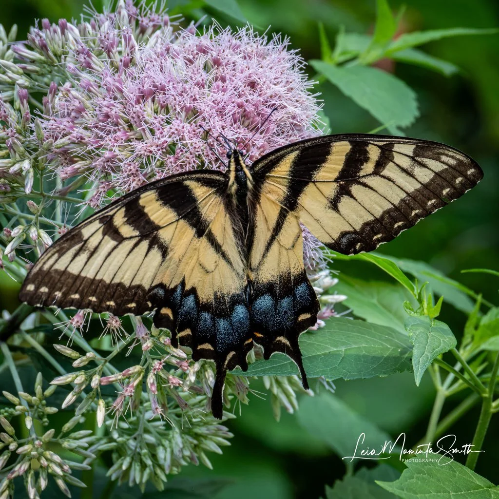 Photogenic swallowtail