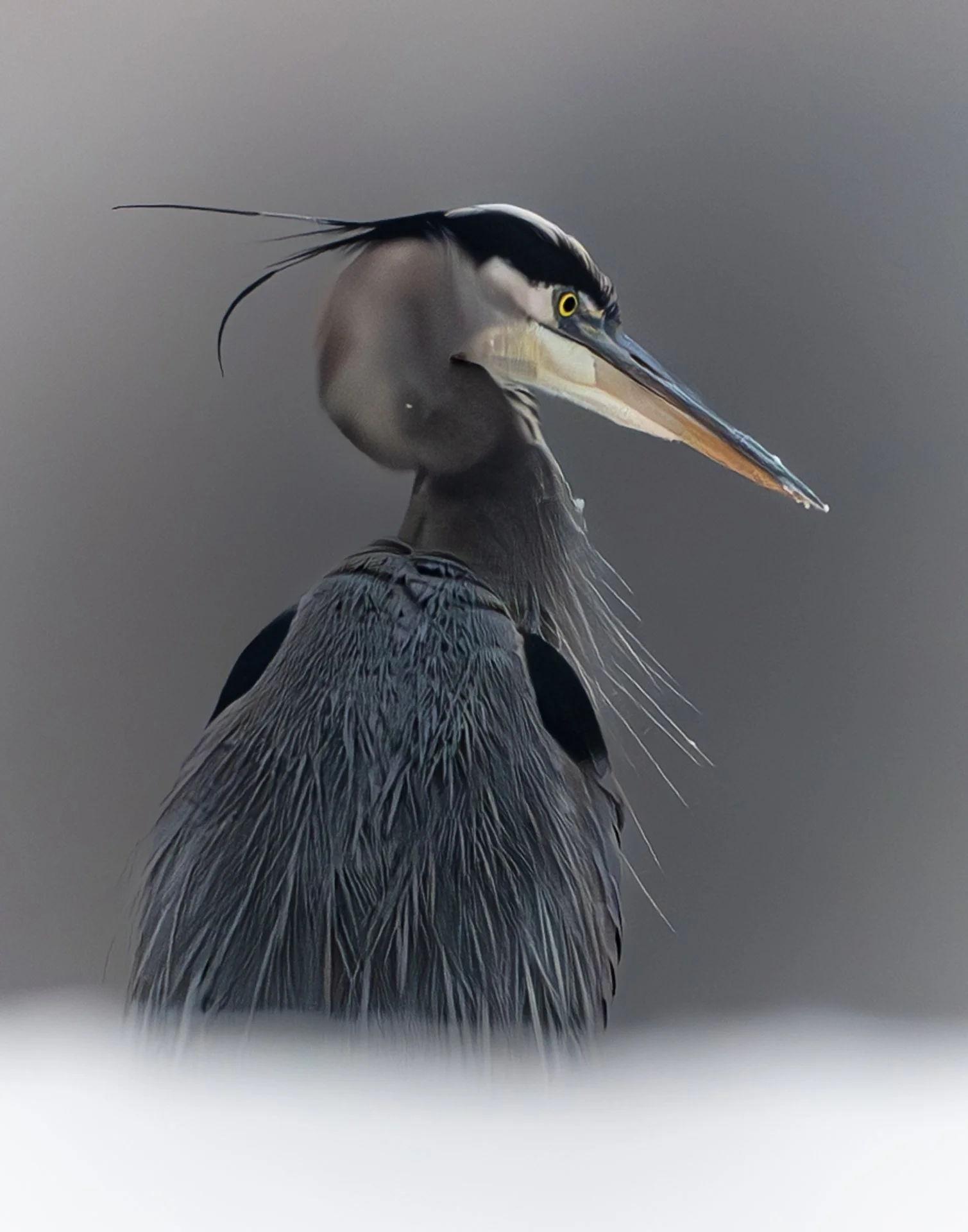 blueheron-1920-1.jpg