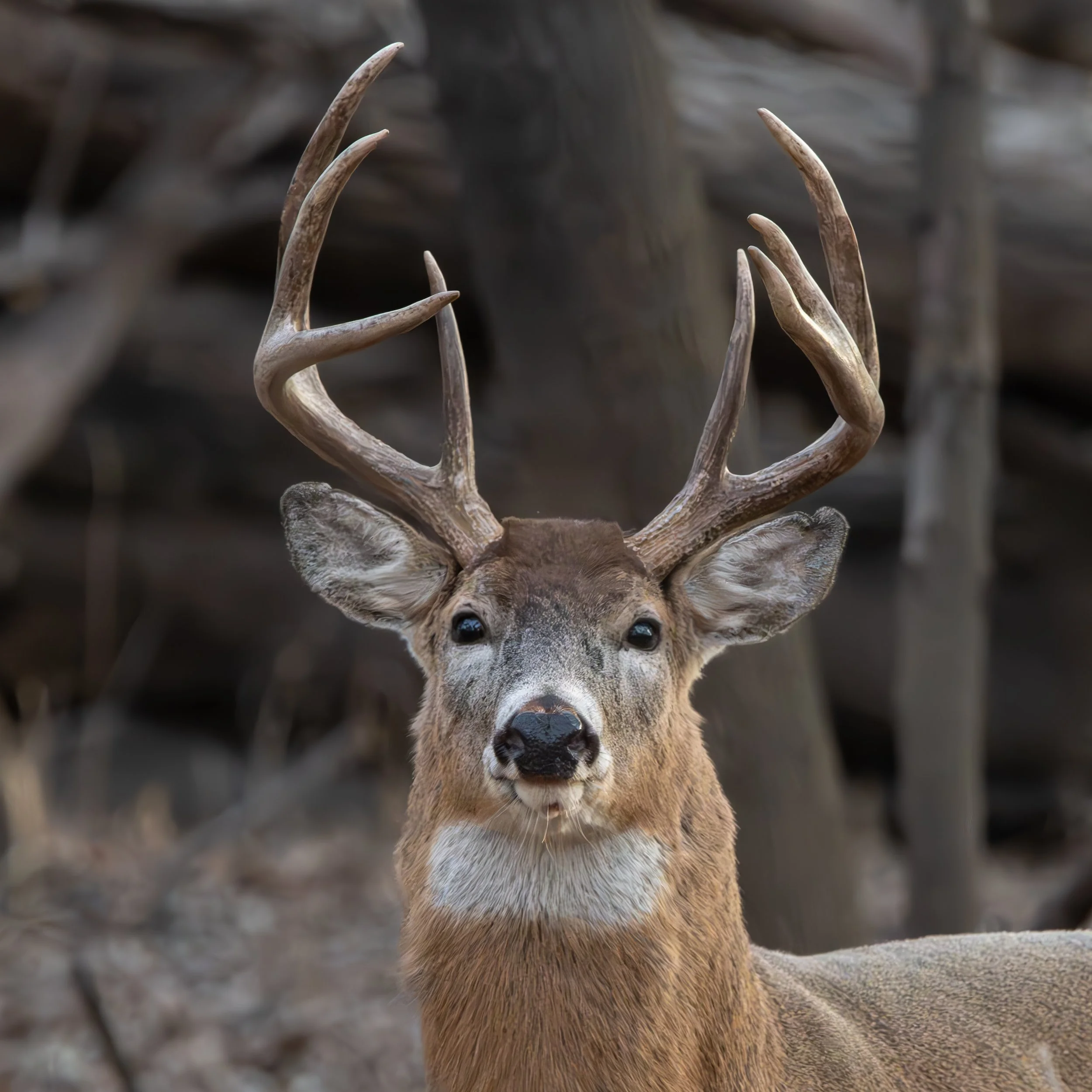 buck-horns.jpg