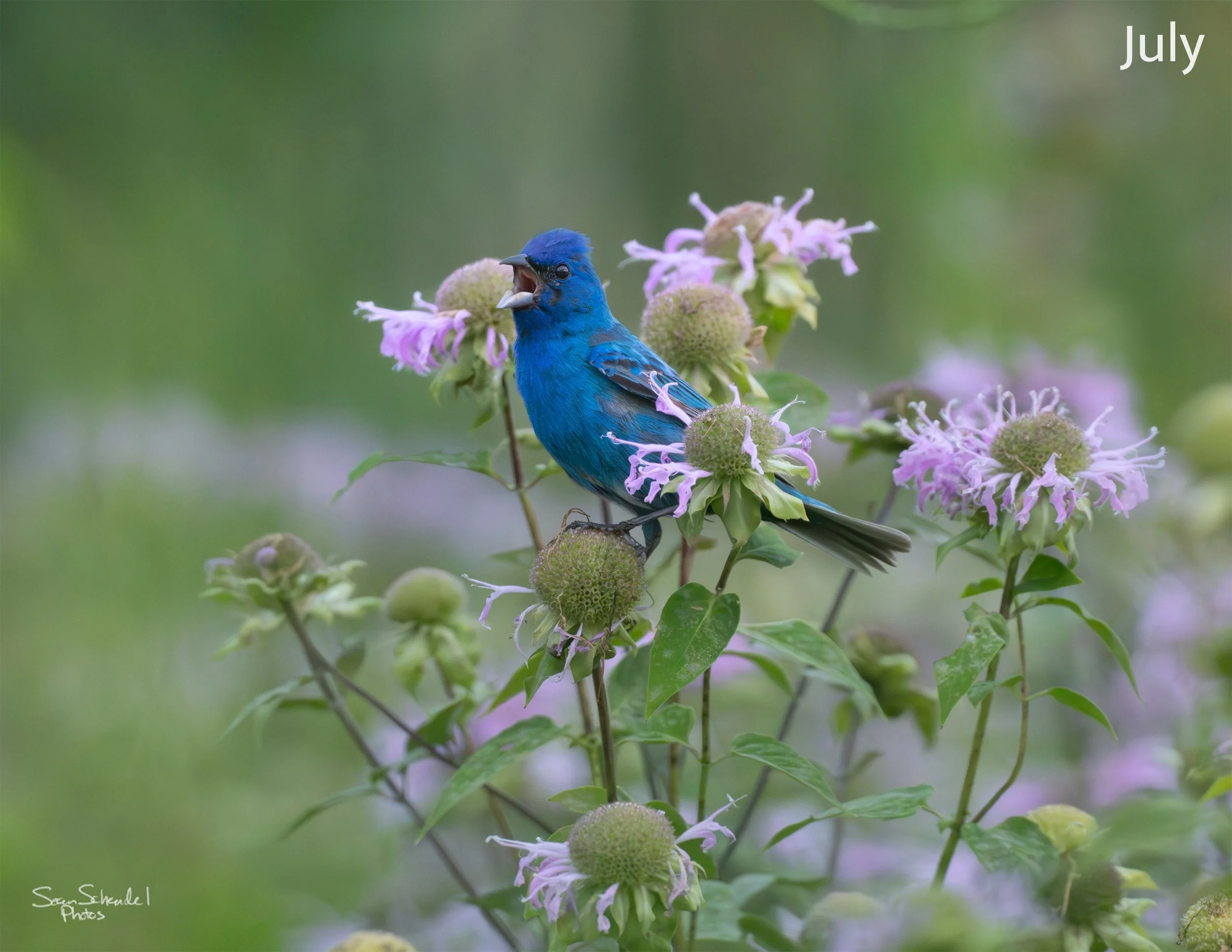 07_PilotKnob-indigio-bunting-purpleflowers-3k.jpg