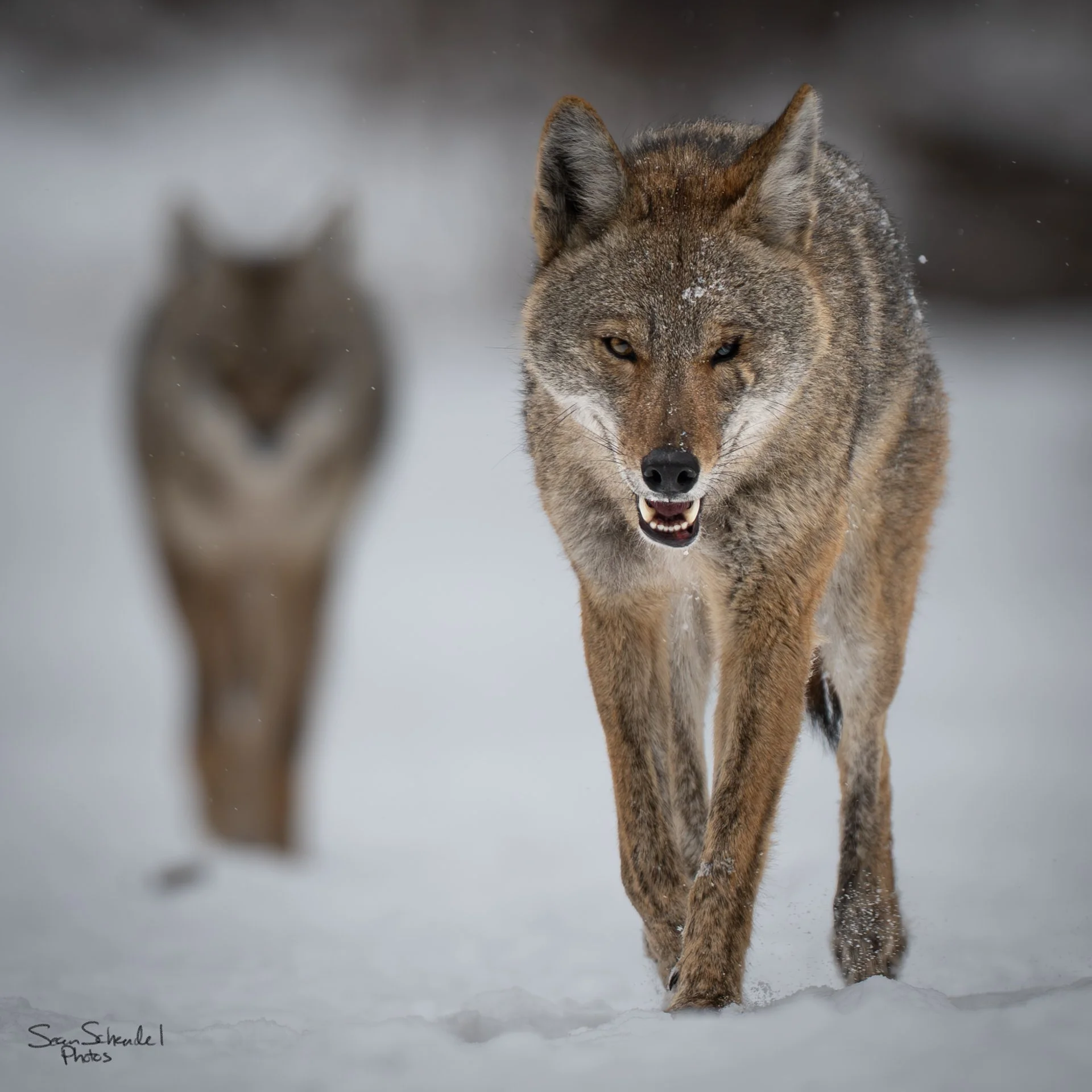Wildlife