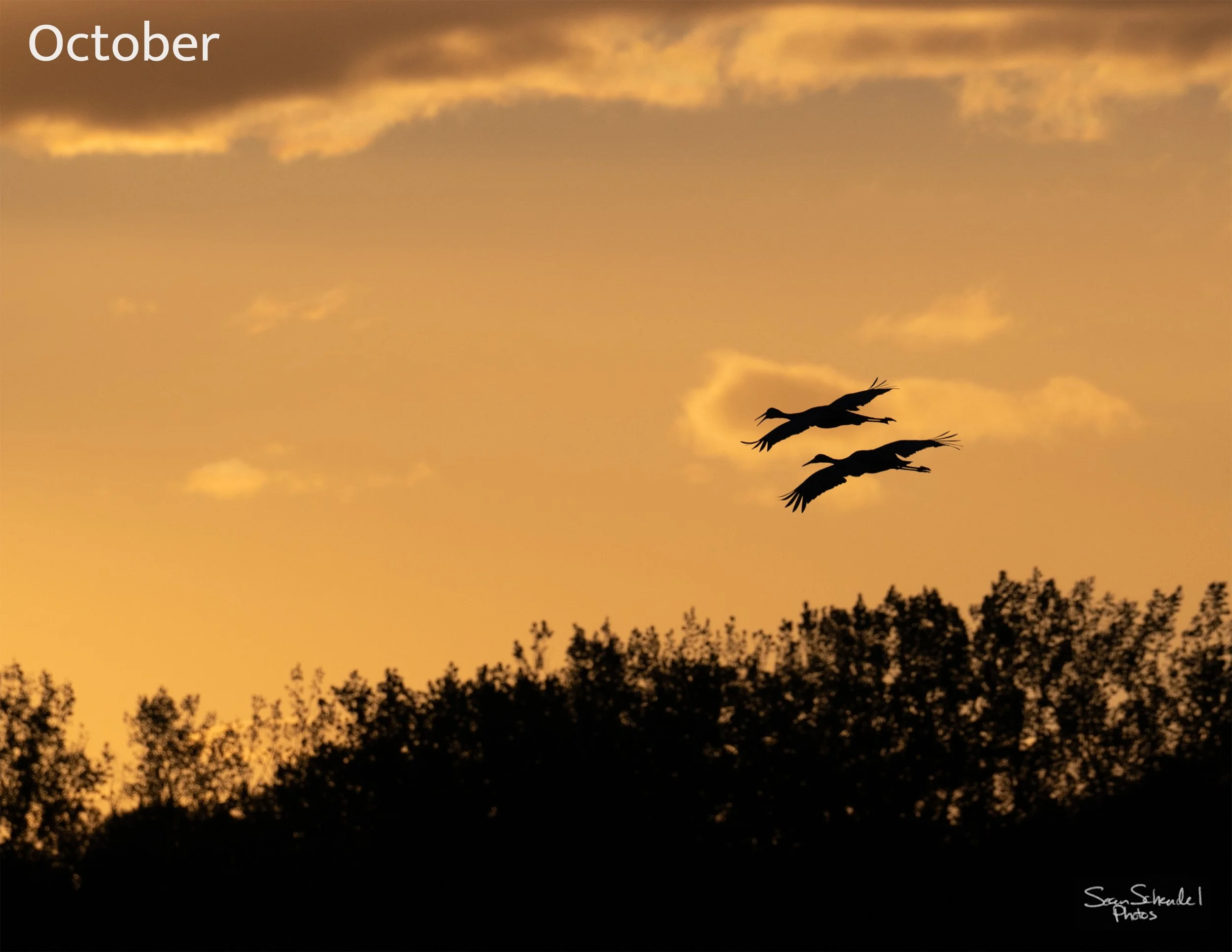 10_OldCedar-crane-silouette-3k.jpg