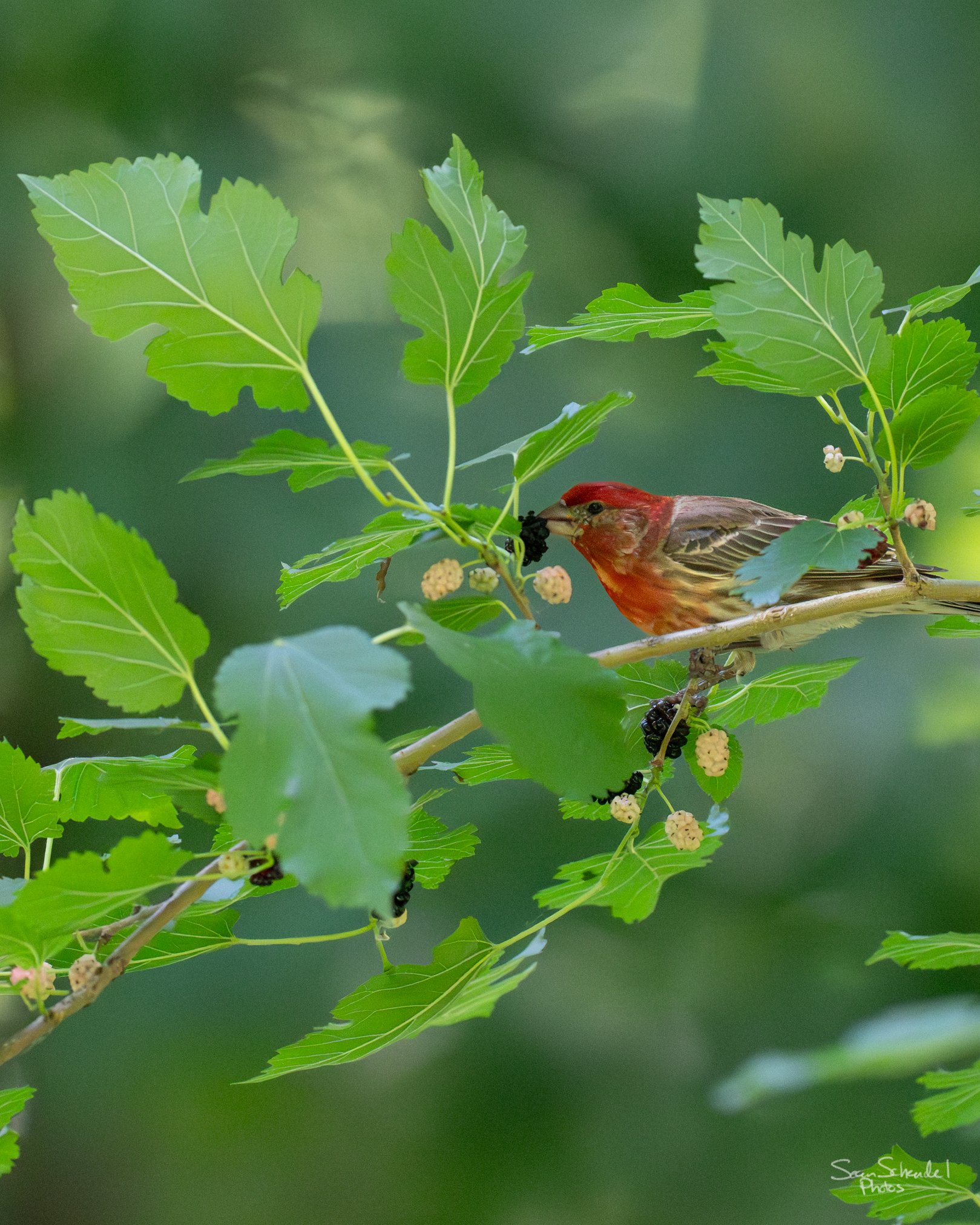 House finch feeds on mulberry