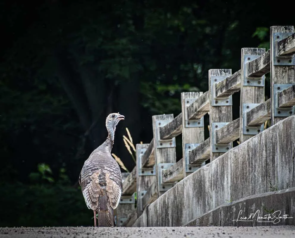 Turkey on the bridge to Pike Island.  Love this pic.