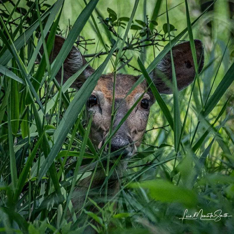 Observing us from her blind