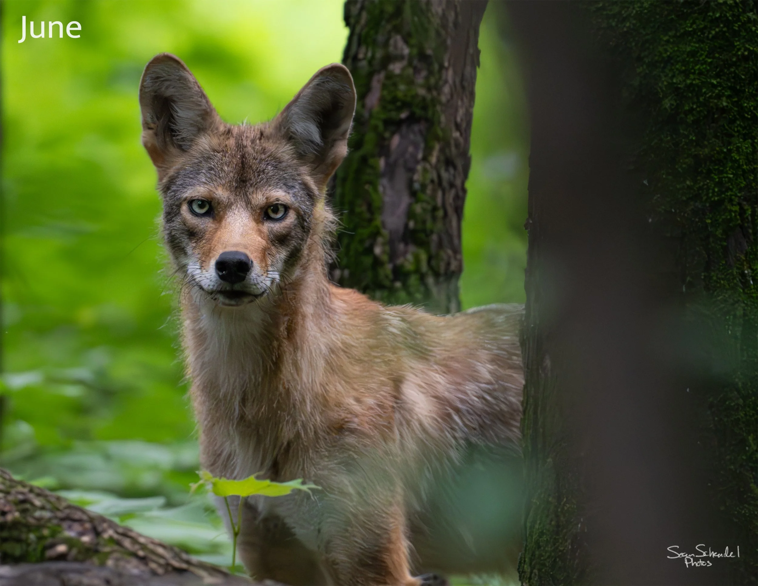 06_FortSnelling-coyote-3k.jpg