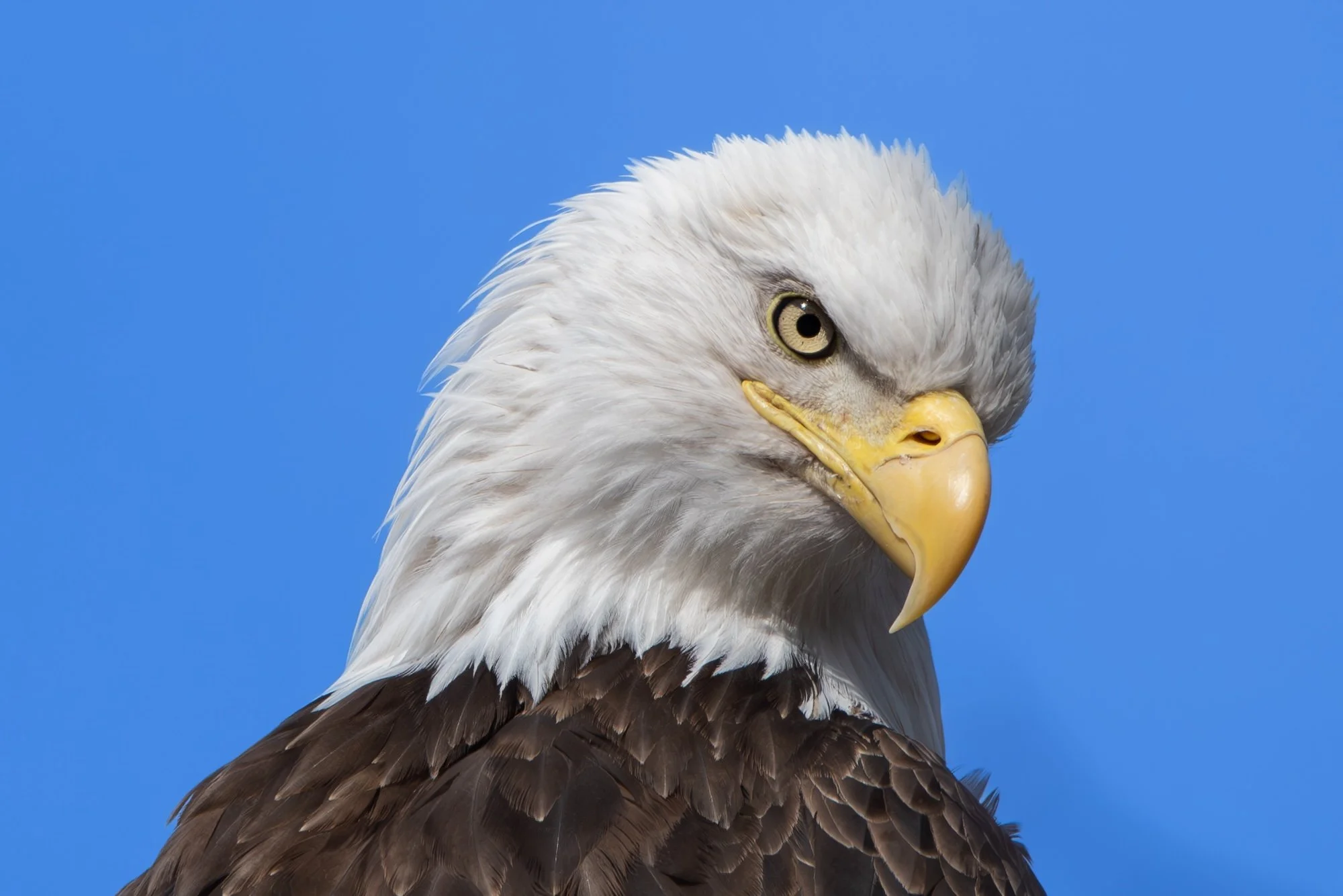eagle-closeup-1.jpg