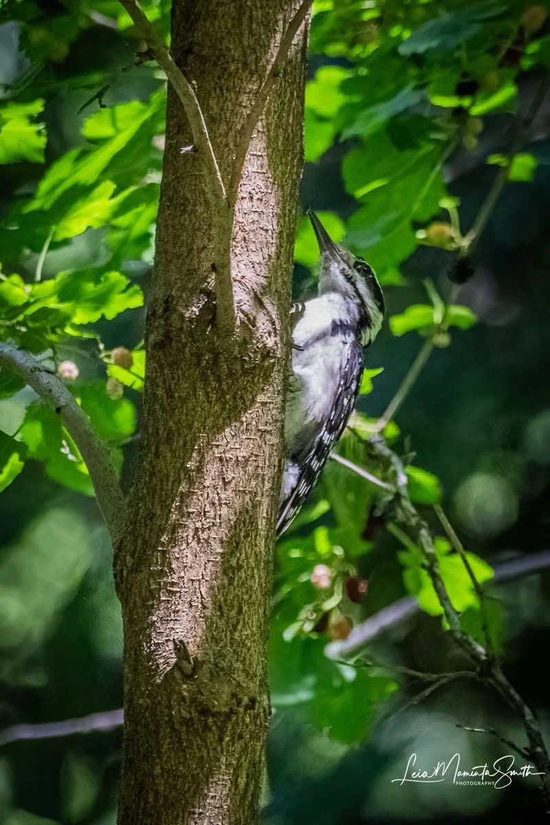 Downy woodpecker