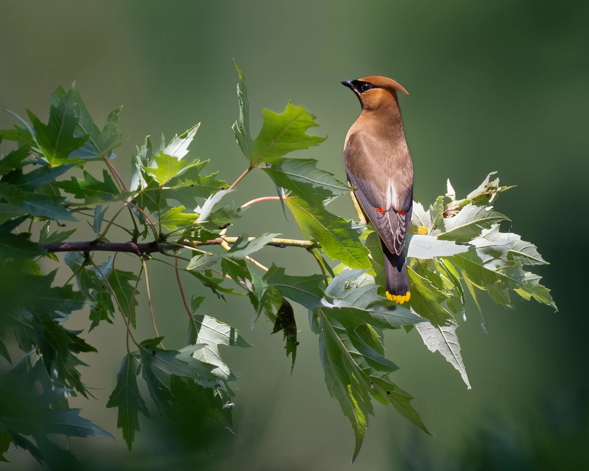 waxwing-on-green-1920.jpg