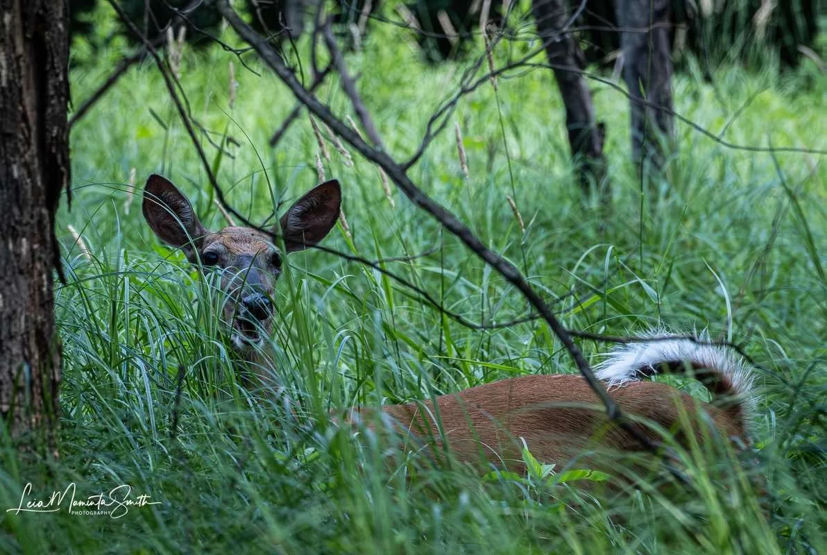 Whitetail deer