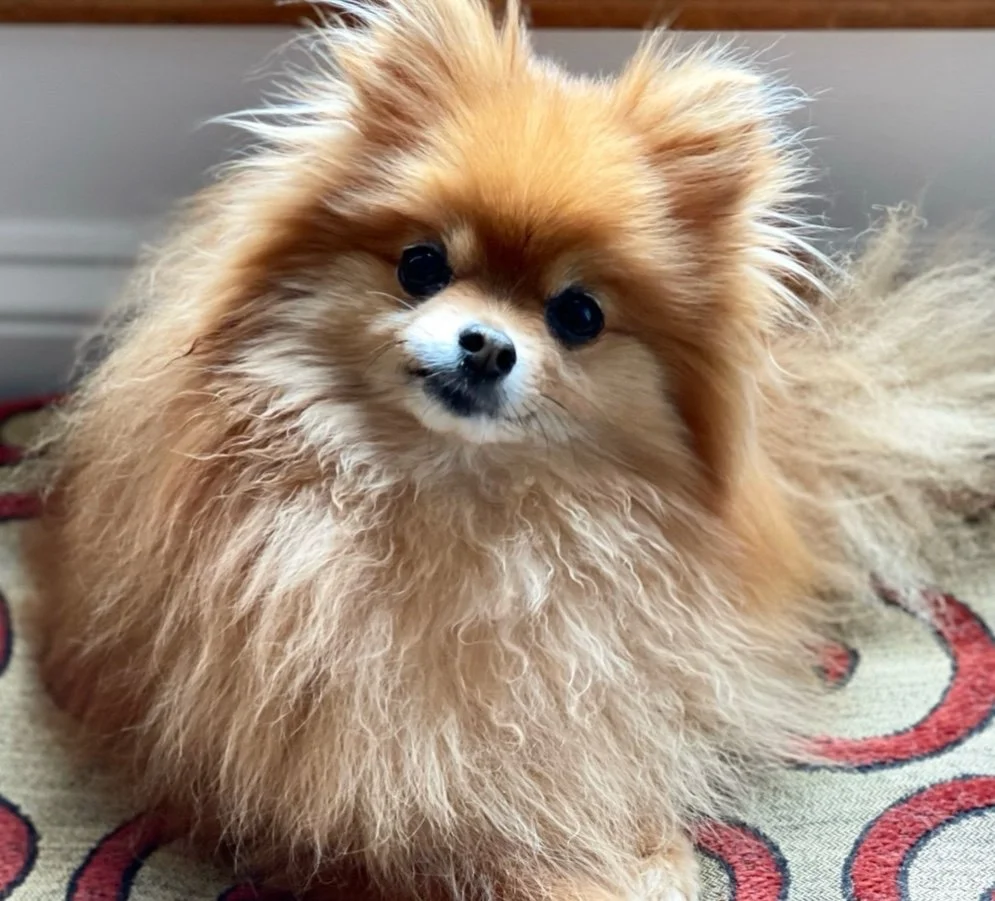 Pet Loss and IFS: Making Space for the Grief We Carry