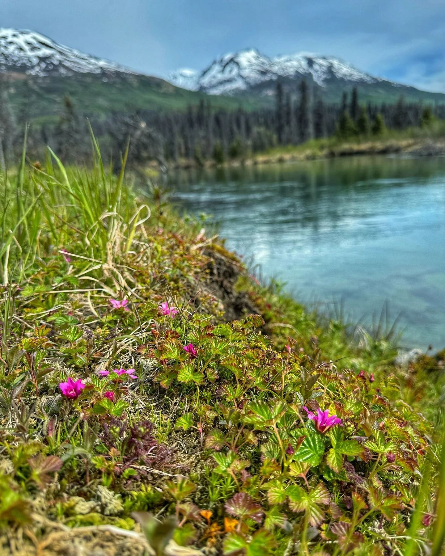 So excited for our first trip to this amazing location!  Ready to catch trout and grayling and chill with a bunch of fun ladies!! #denali #retreat #ladiesretreat #adventure #alaska