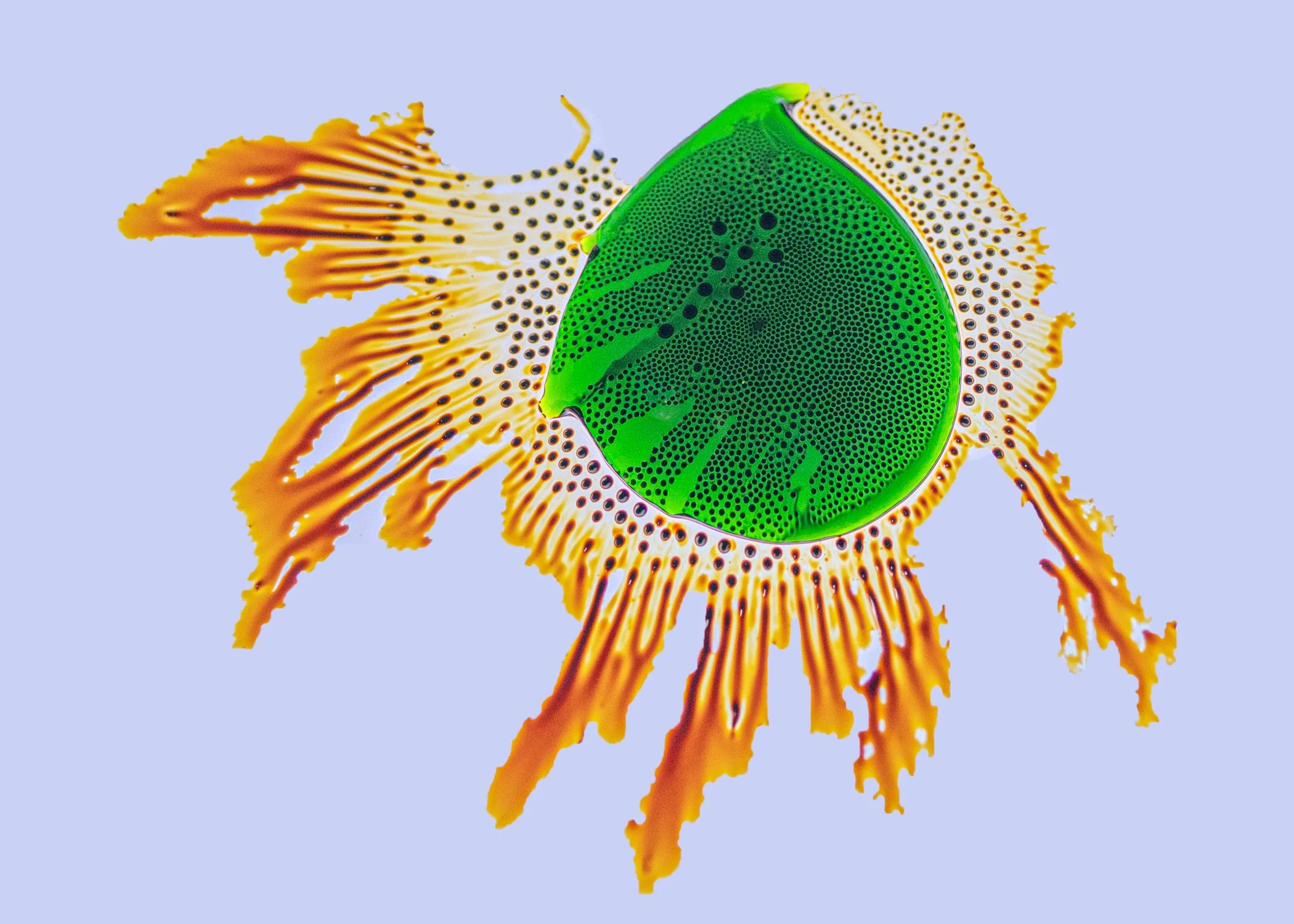 Ferrofluid- amoeba