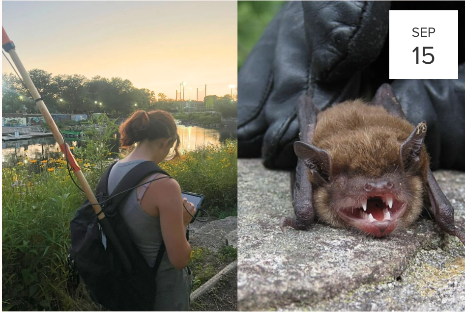 Bat Walk at River Park