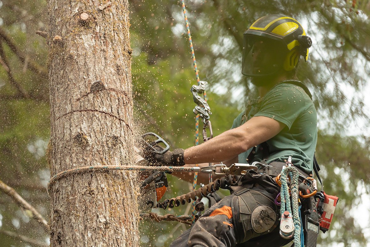 Tree Thinning in Newport, Oregon