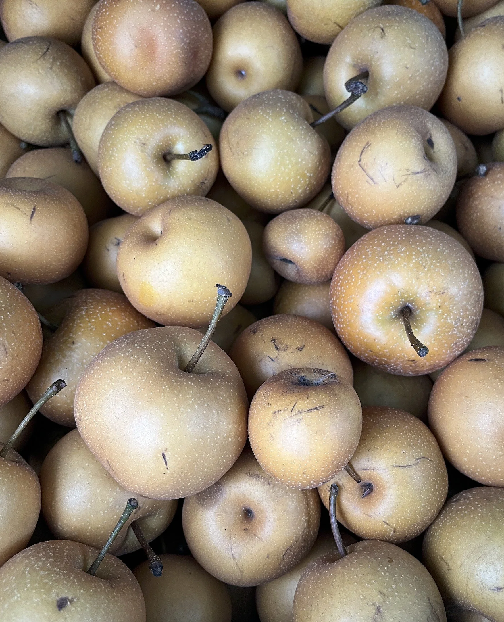 Asian Pears - 2.jpg
