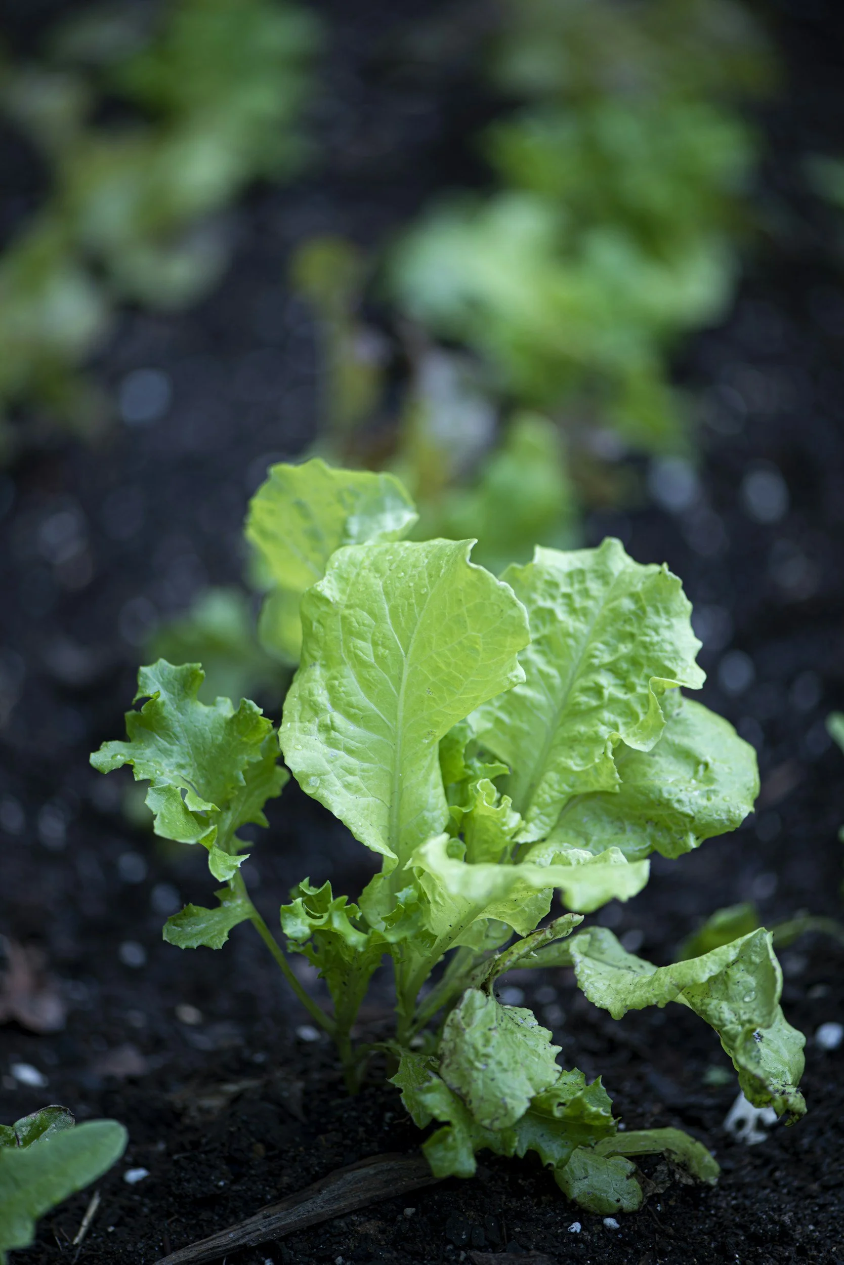 Young lettuce plant growing in dark soil in a garden.