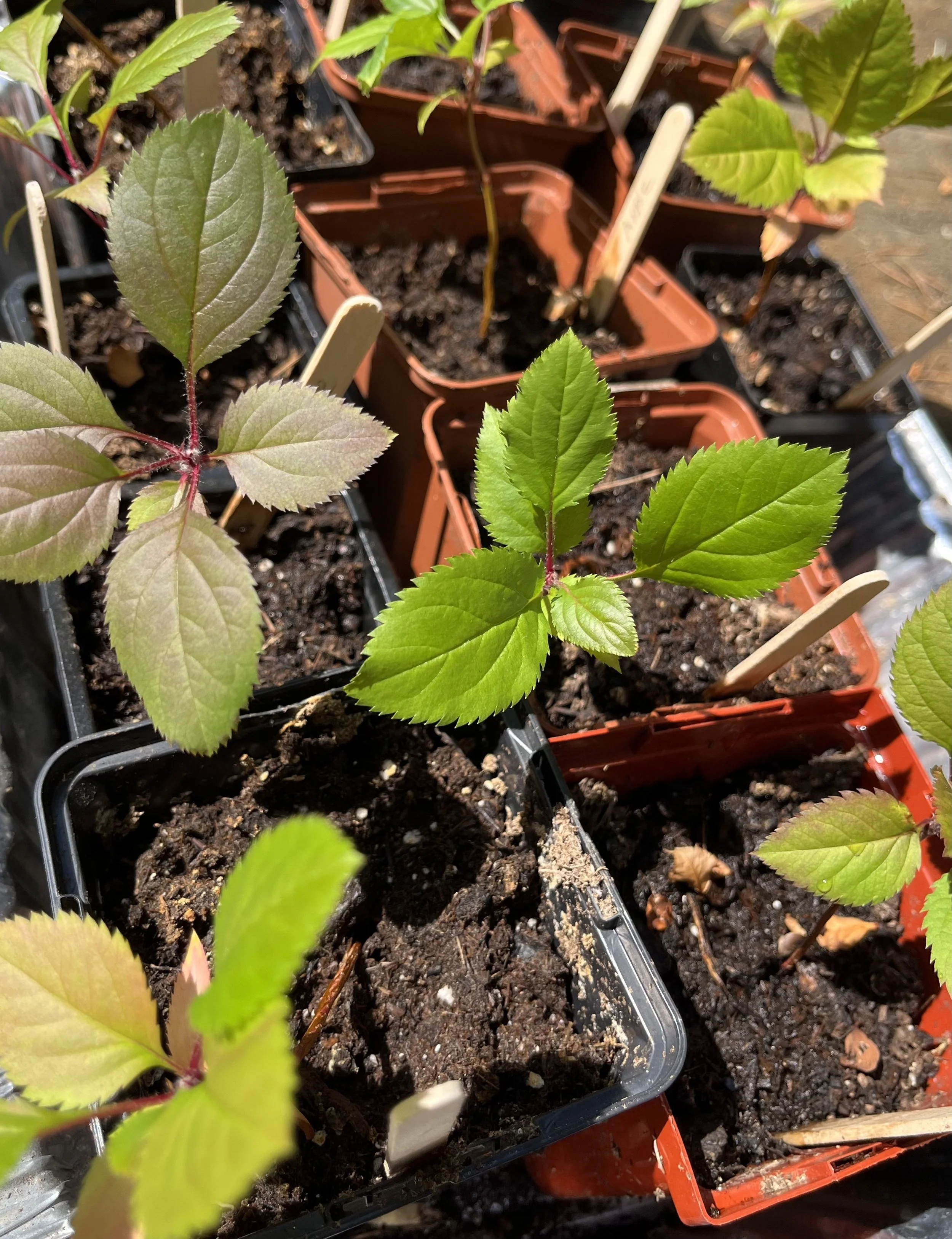 Apple Tree-group.jpg