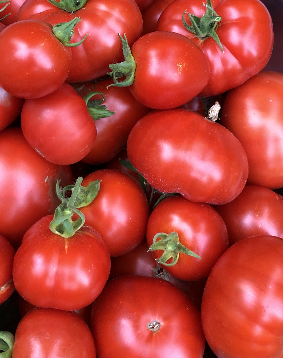 Tomatoes.png