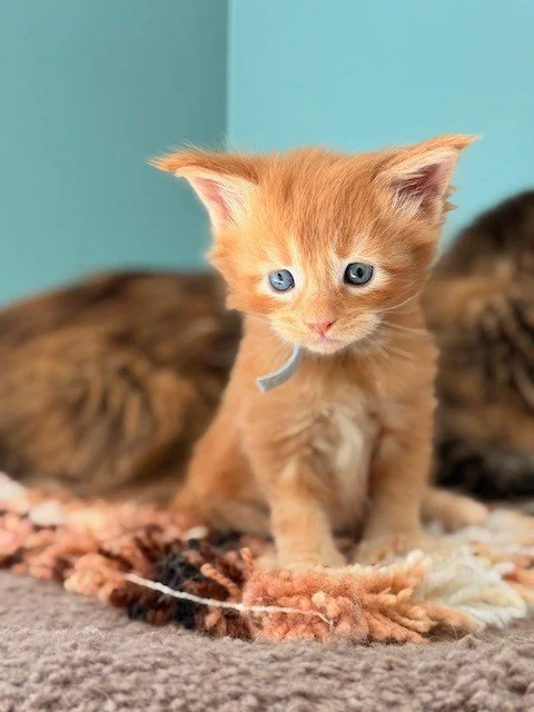 Maine Coon kitten Sir Fennel sitting and looking forward light blue collar 5 weeks old