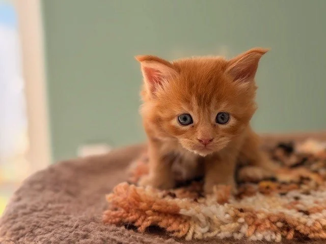 Maine Coon kitten Sir Basil sitting and looking forward with green collar at 5 weeks old