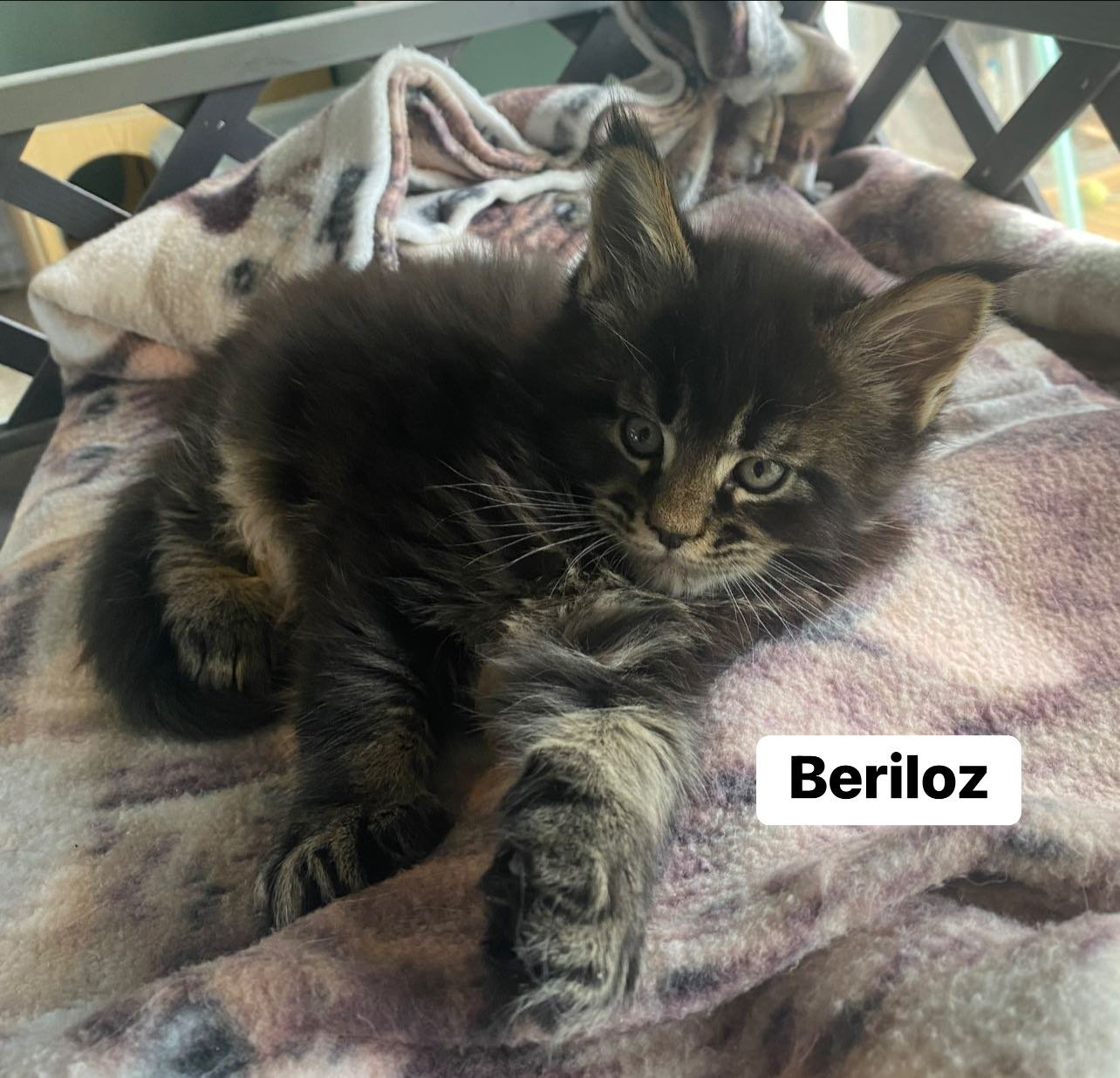 Lady&Tramp Litter 2025 7th.jpg